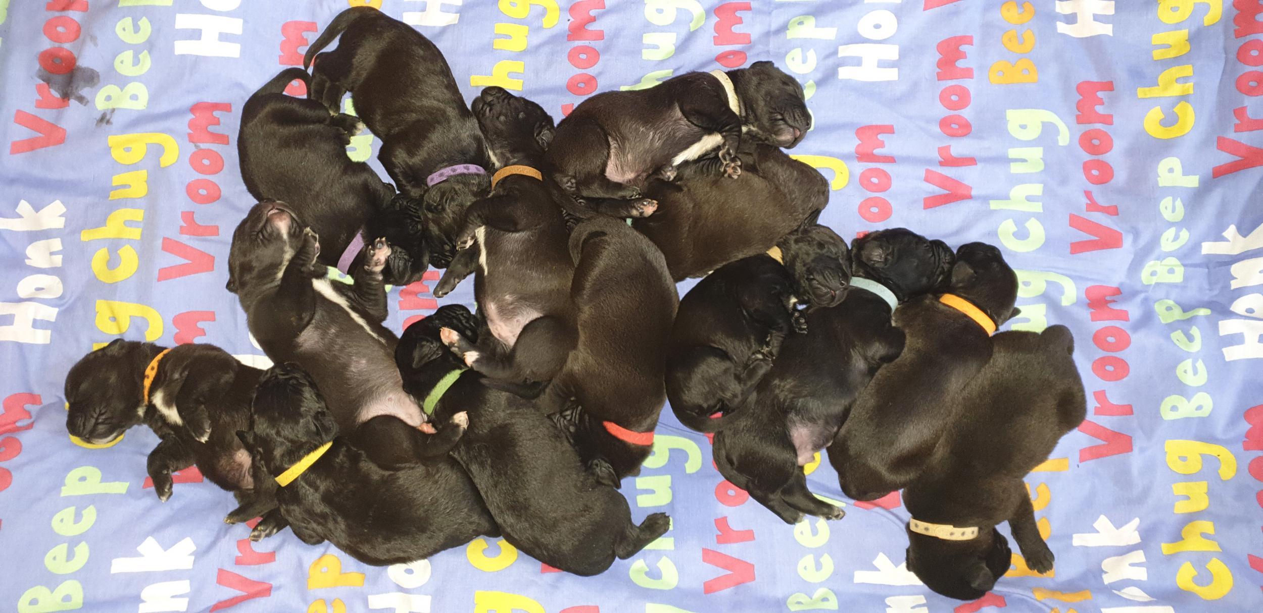 14 of the puppies survived the birth (Joanne Hine/SWNS)