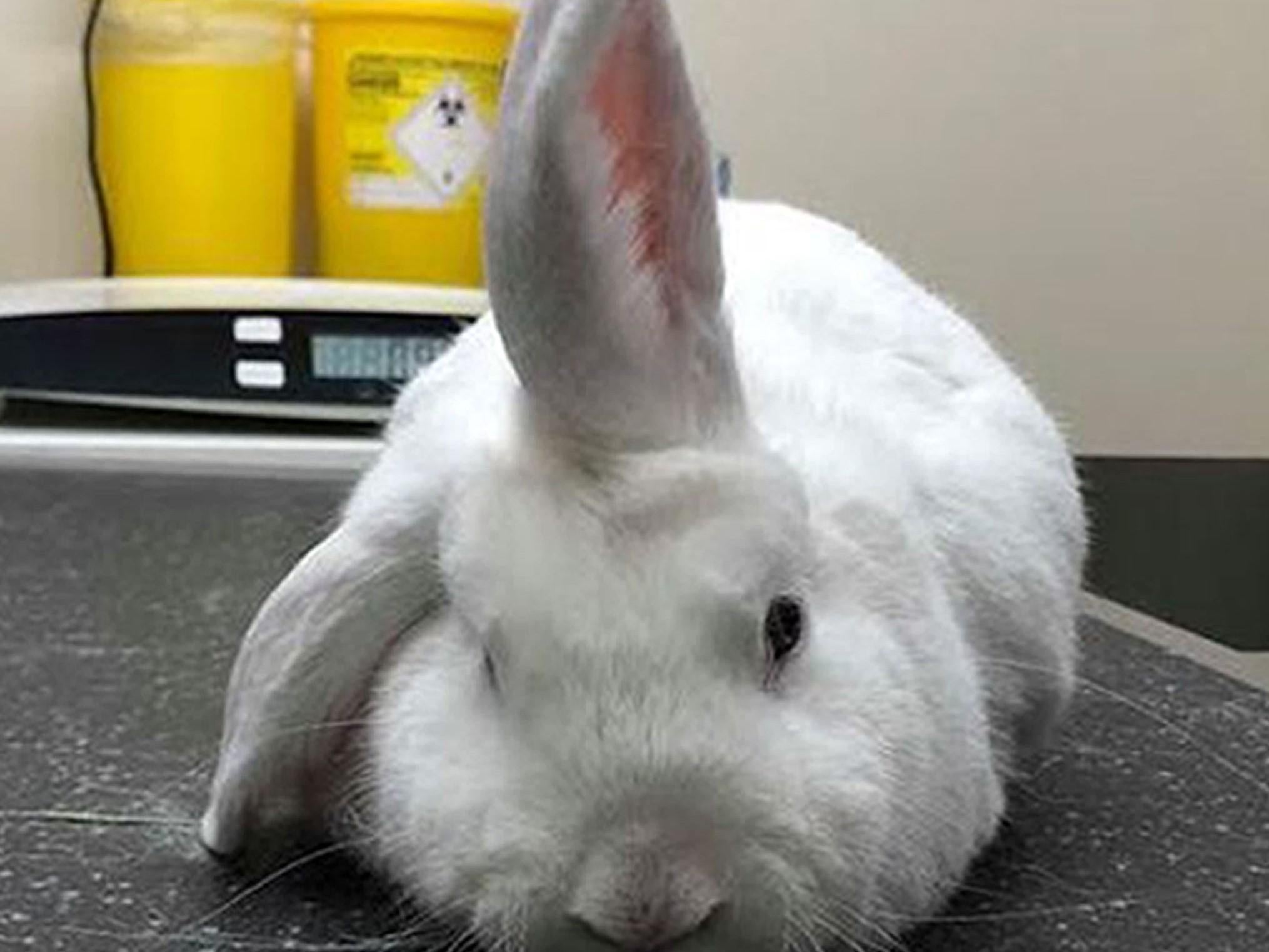 Wonky the lop-eared rabbit,