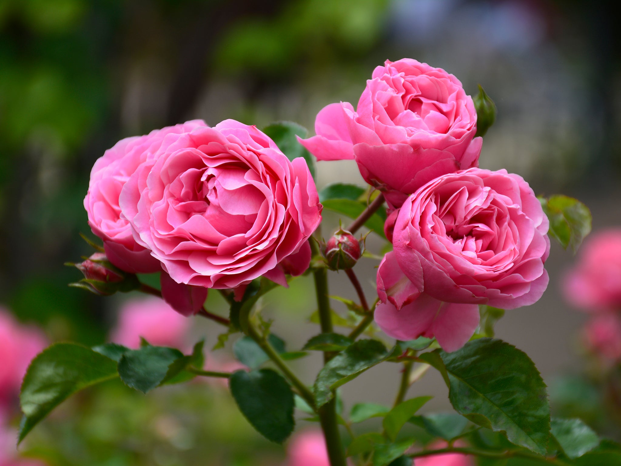 The scent of roses we are used to is wildly different to what people would have smelt nearly two centuries ago