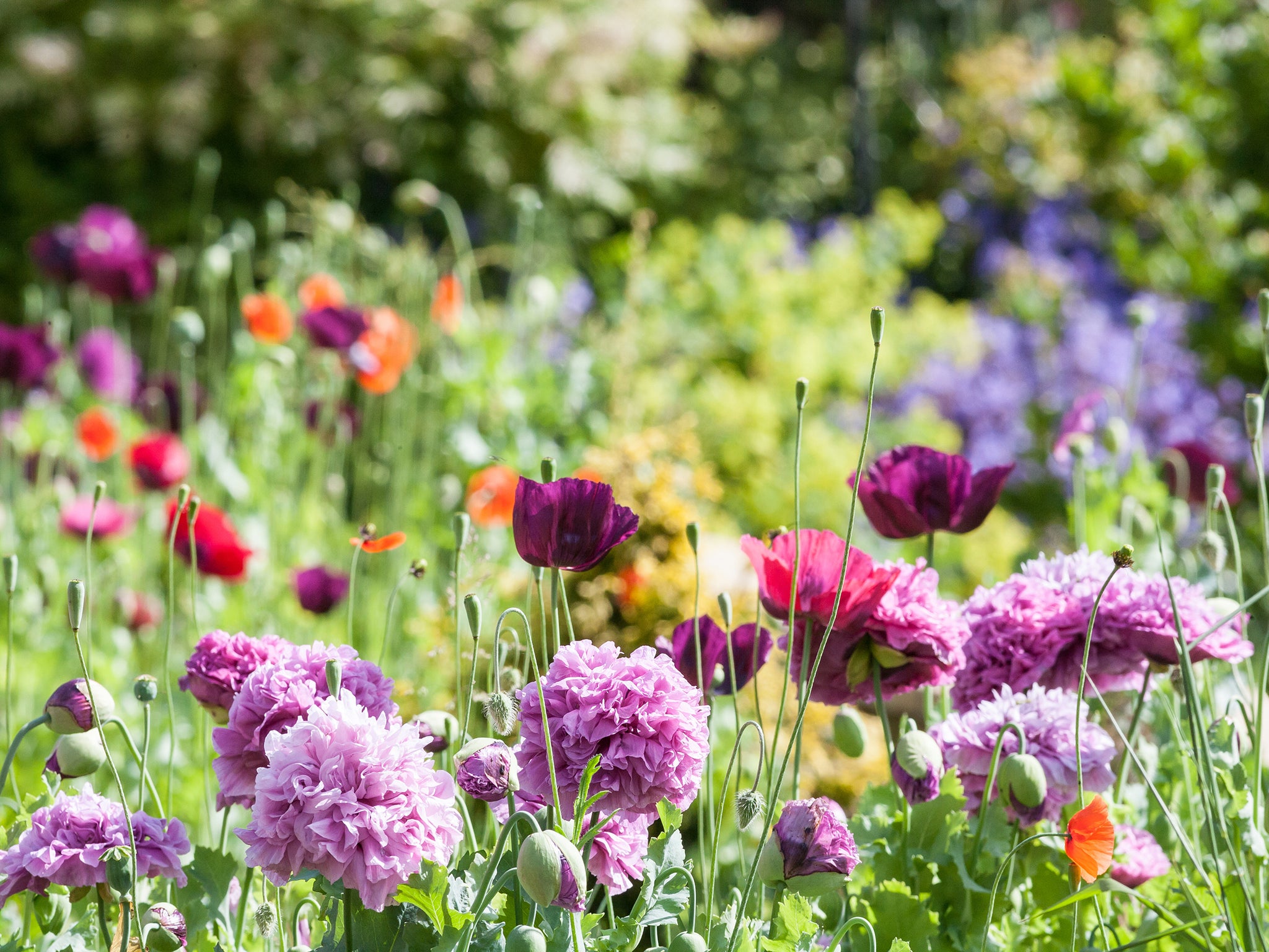 The first thing we do when near a flower is to see whether it smells. Three-year-olds do it, so we must be wired for flower sniffing