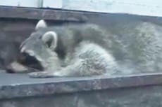 Raccoon passes out after drinking too much wine at Christmas market