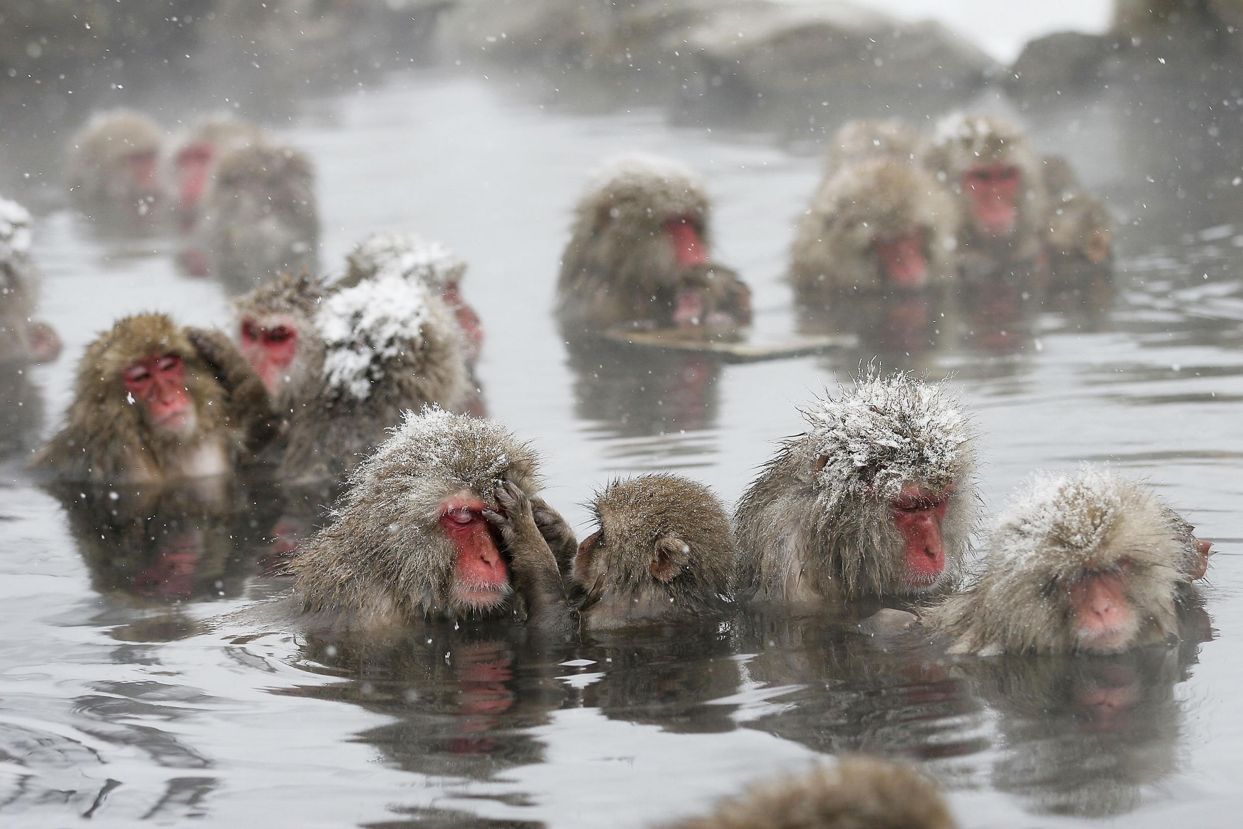 Same-sex relations are frequent among macaque monkeys (Getty)