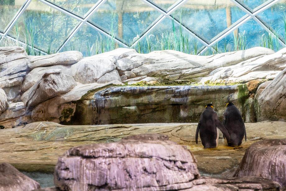 A couple of male king penguins face the sunlight, as the one on the right incubates an egg under a flap of skin at their enclosure in Berlin Zoo (EPA)