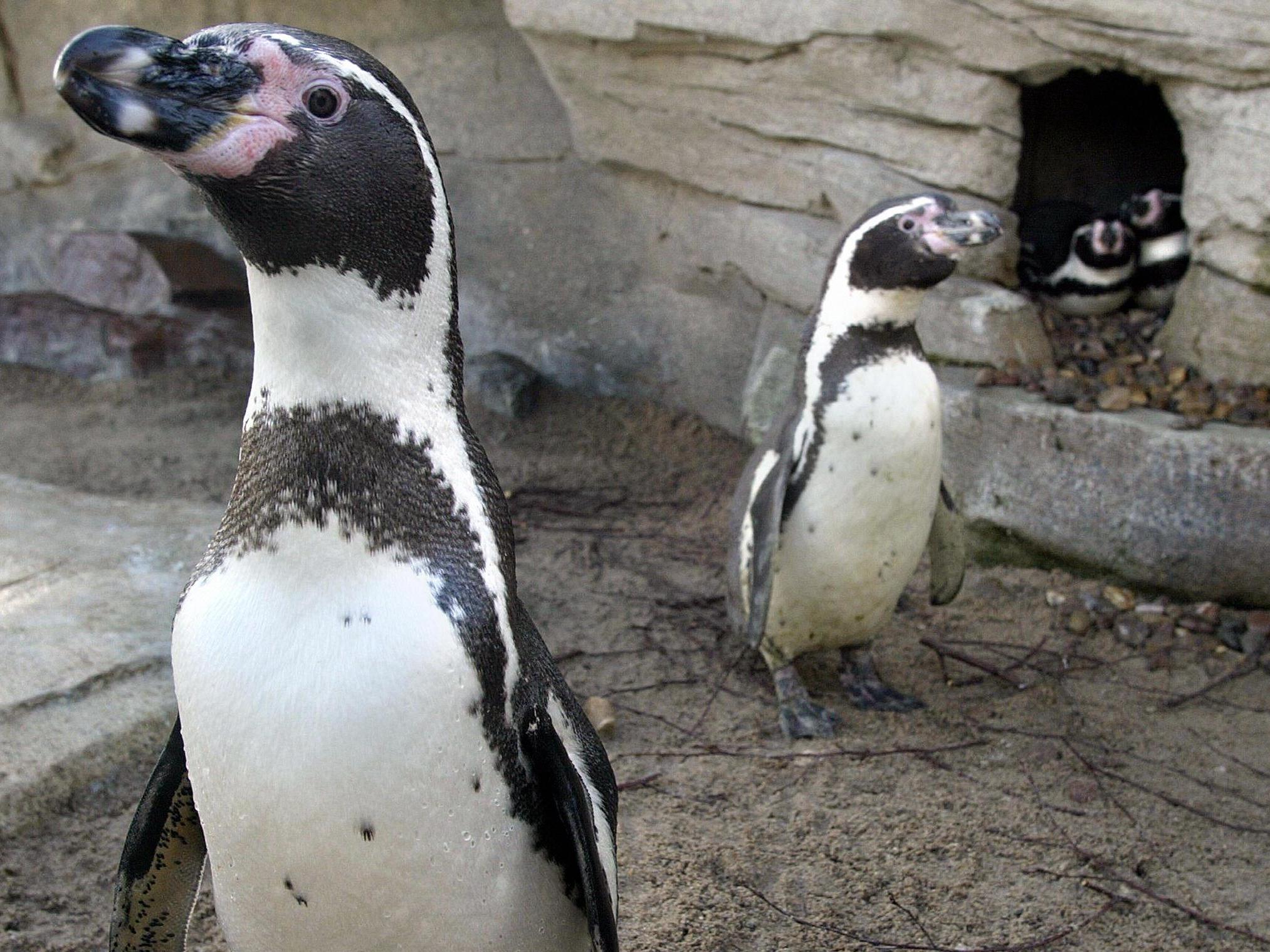 Three male penguin pairs live as couples at Bremerhaven Zoo (AFP/Getty)