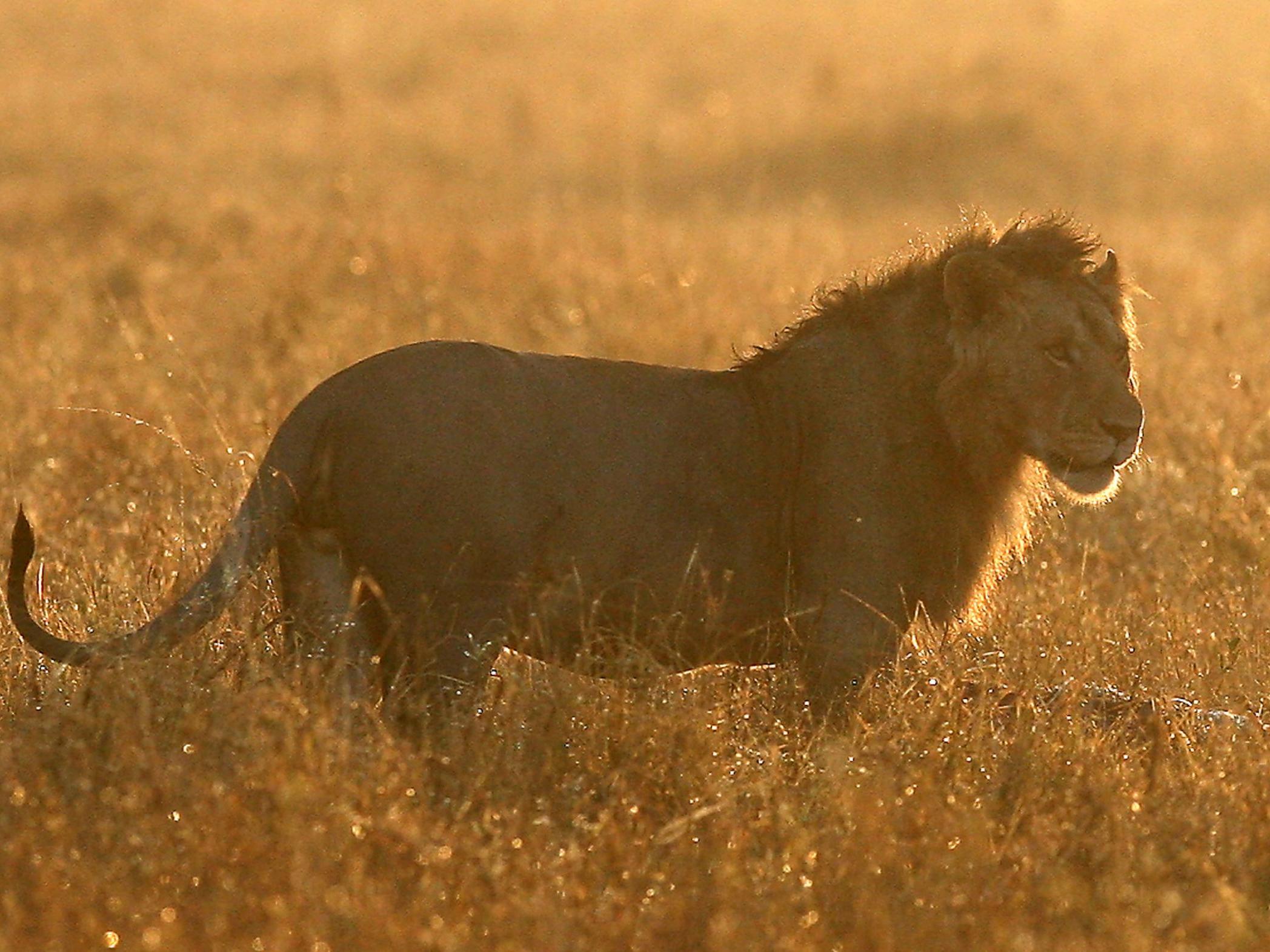 Local residents say the lion has killed over 30 dogs and livestock in the area