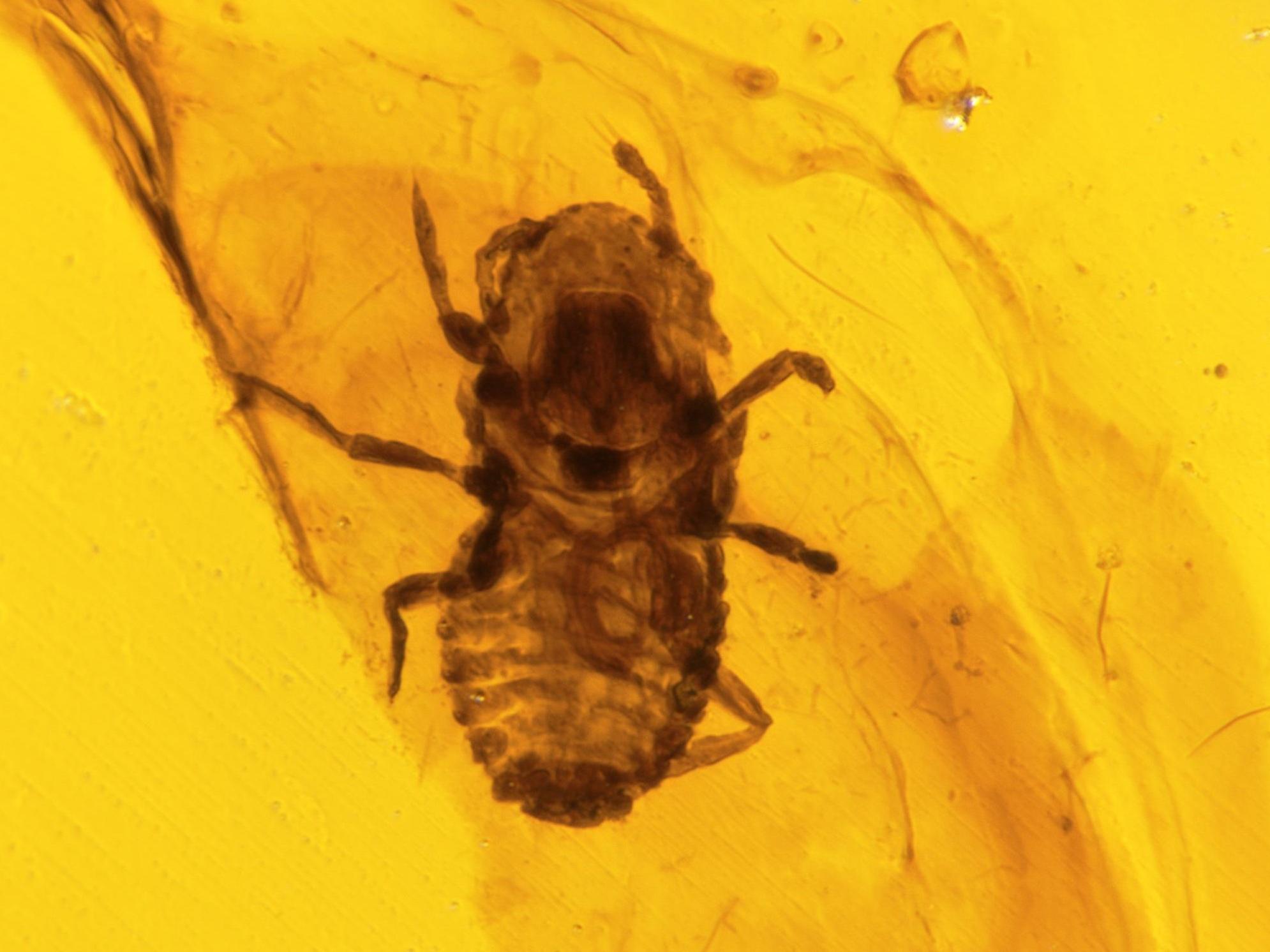 Mesophthirus engeli, a species of bloodsucking insect found preserved in 100-year-old amber