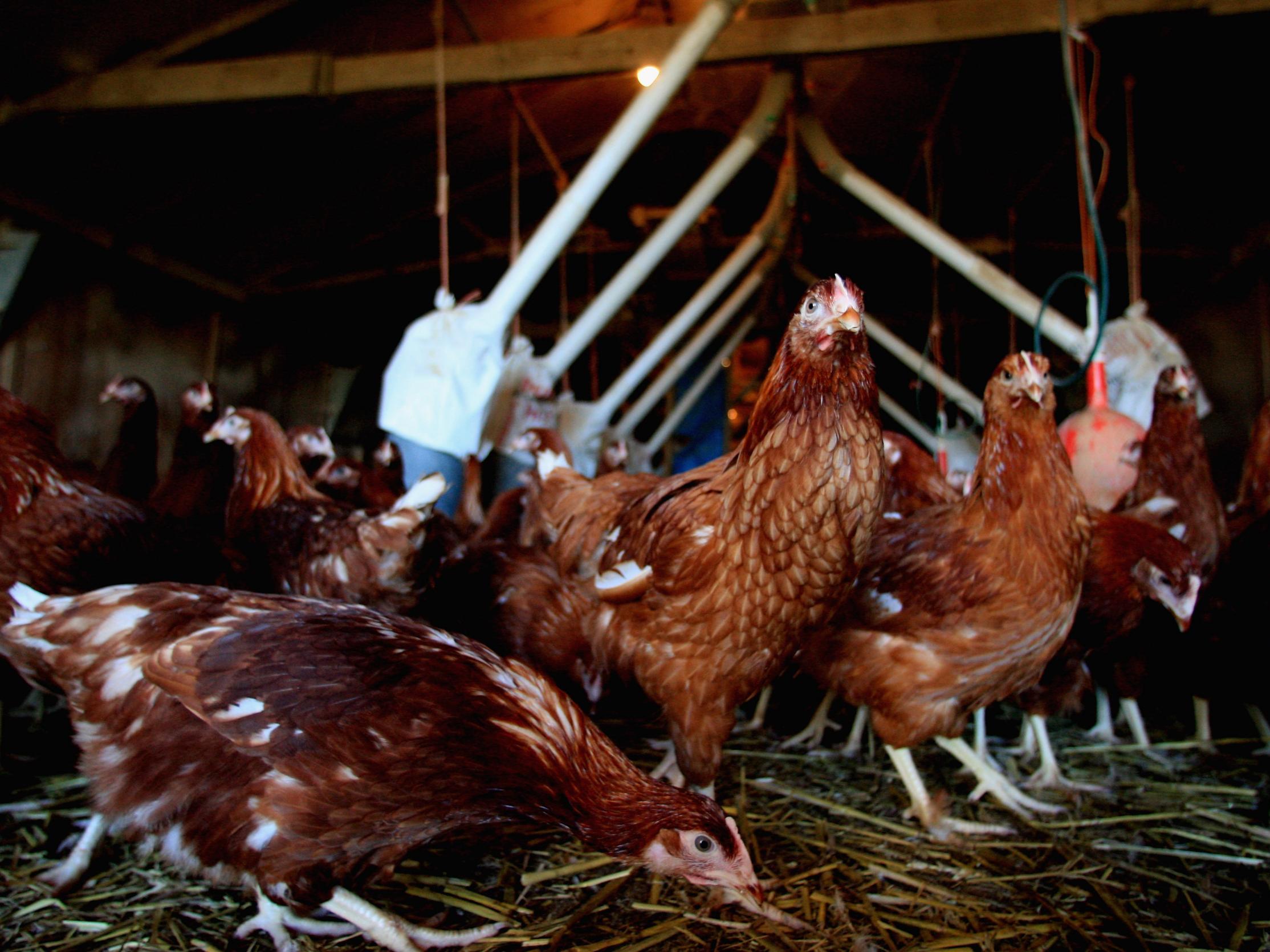 The poultry industry is one of the sticking points when it comes to any UK-US trade deal