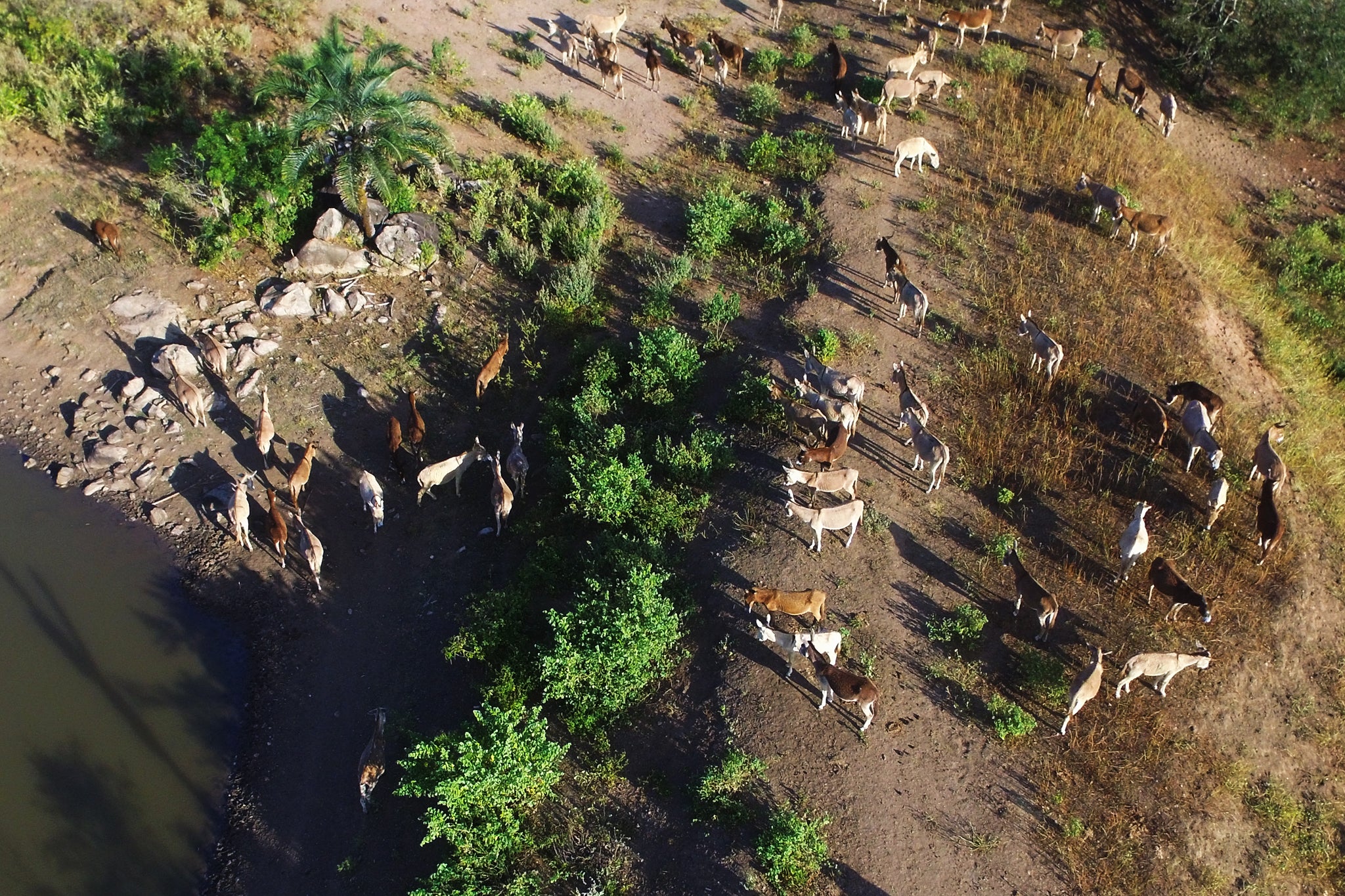 Donkey numbers are thinning out across Brazil's northeast