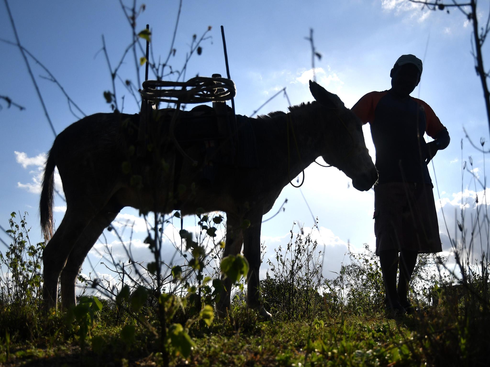 Some 100,000 donkeys a year are slaughtered for ejiao, a chinese medicine