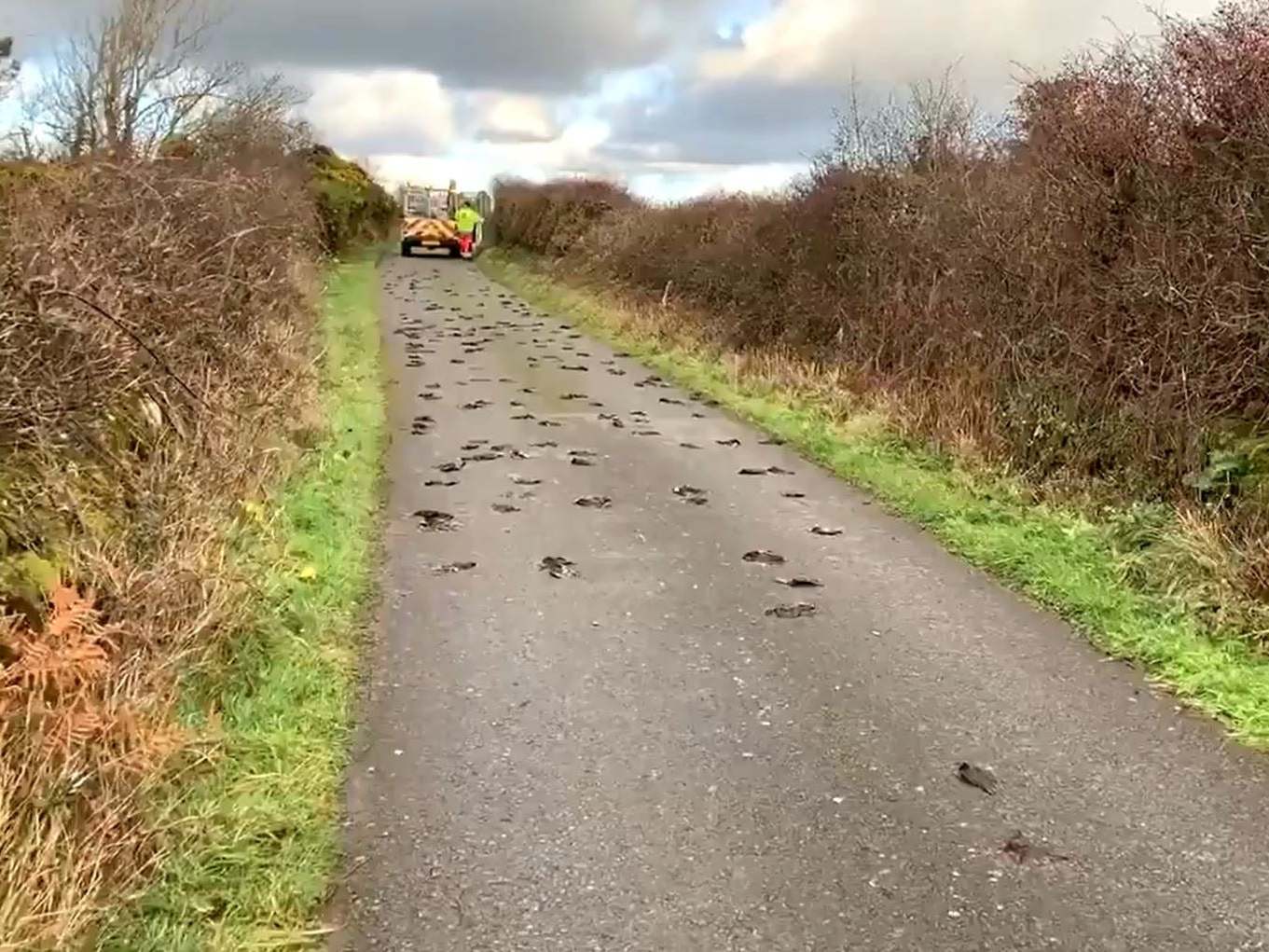 ‘Complete mystery’ as hundreds of dead birds found on road in Anglesey
