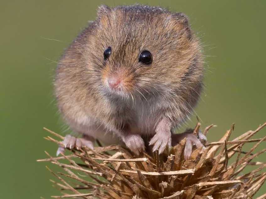 Harvest mice were once common across Europe, but populations have fallen due to modern agricultural techniques