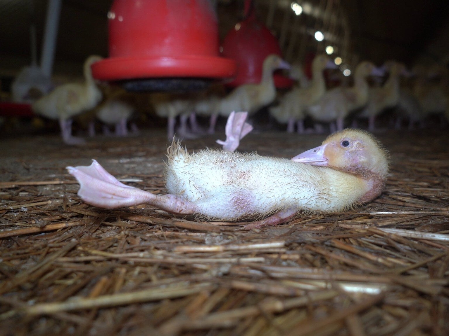 'A life of misery': Activists film undercover at Gressingham duck farm