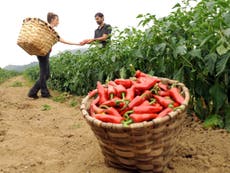 Chilli eaters have fewer deadly heart attacks, say scientists