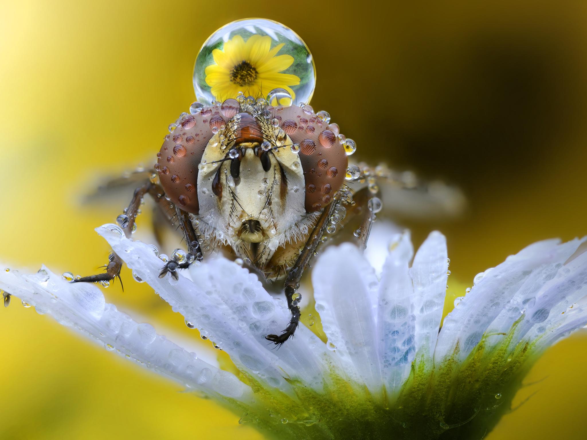 Ghizzi Panizza: 'It takes a lot of perseverance, passion and precision to be able to better capture these small subjects'