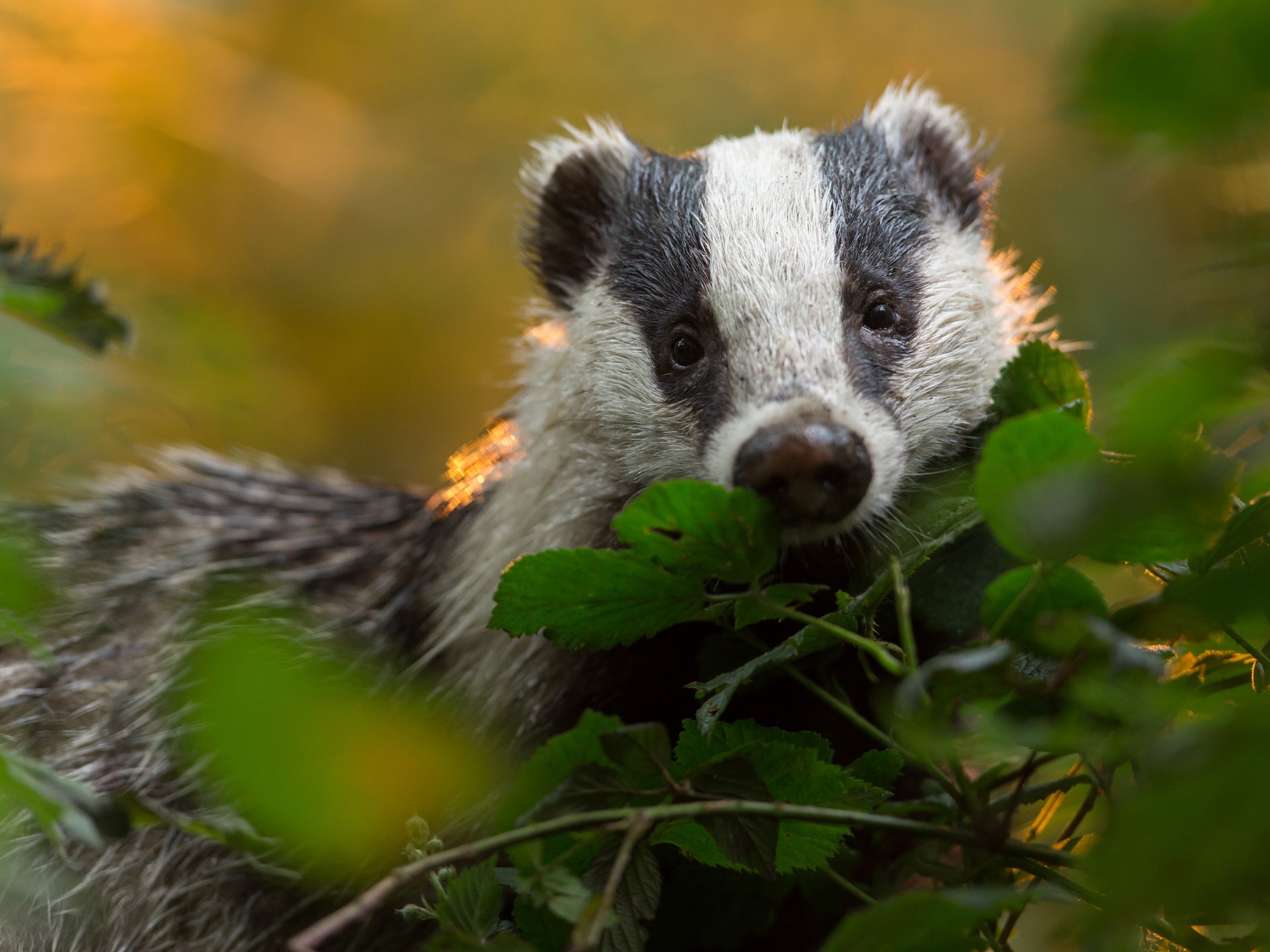 Scientists said if their findings from Gloucestershire were replicated in other areas it should prompt a rethink in how bovine TB is controlled