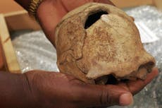 Ancient human ancestor homo erectus survived far longer than thought before perishing in mass death in Java, scientists say