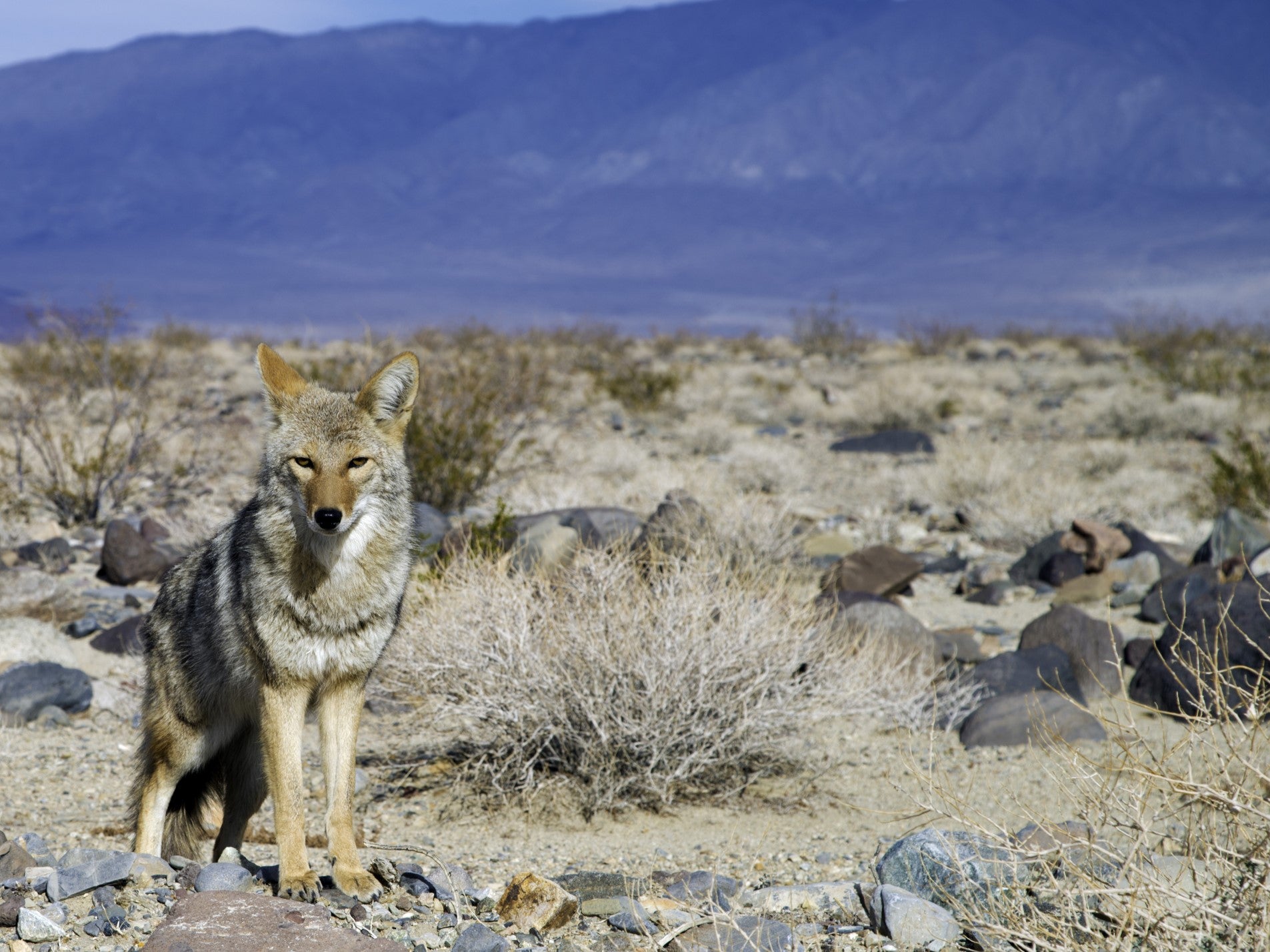 The coyote was abandoned by its family in Matthew Stokes's back yard