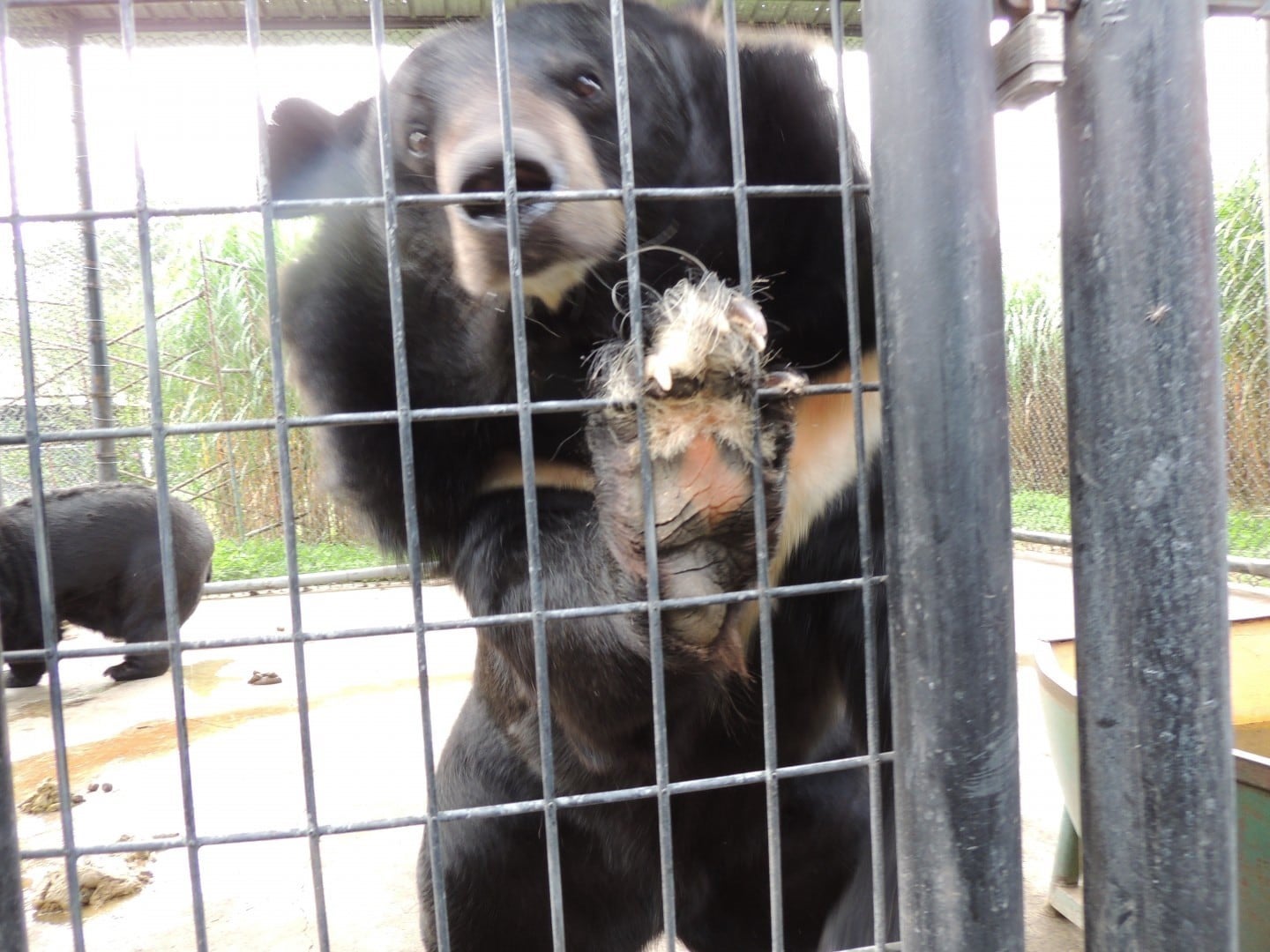 Bears at Wilson’s Wild Animal Park