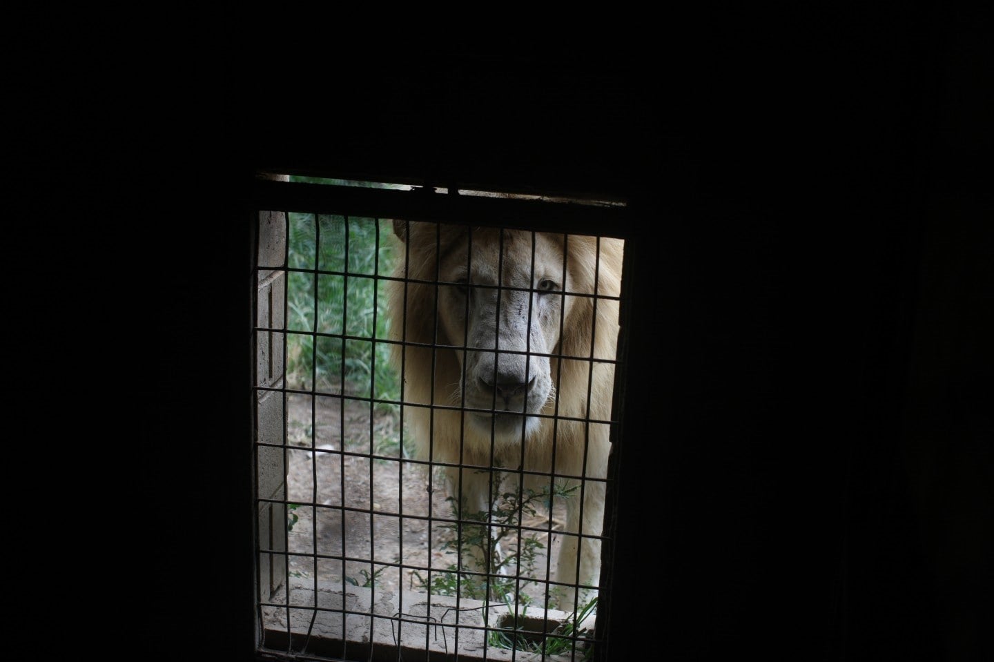 A lion at Wilson’s Wild Animal Park