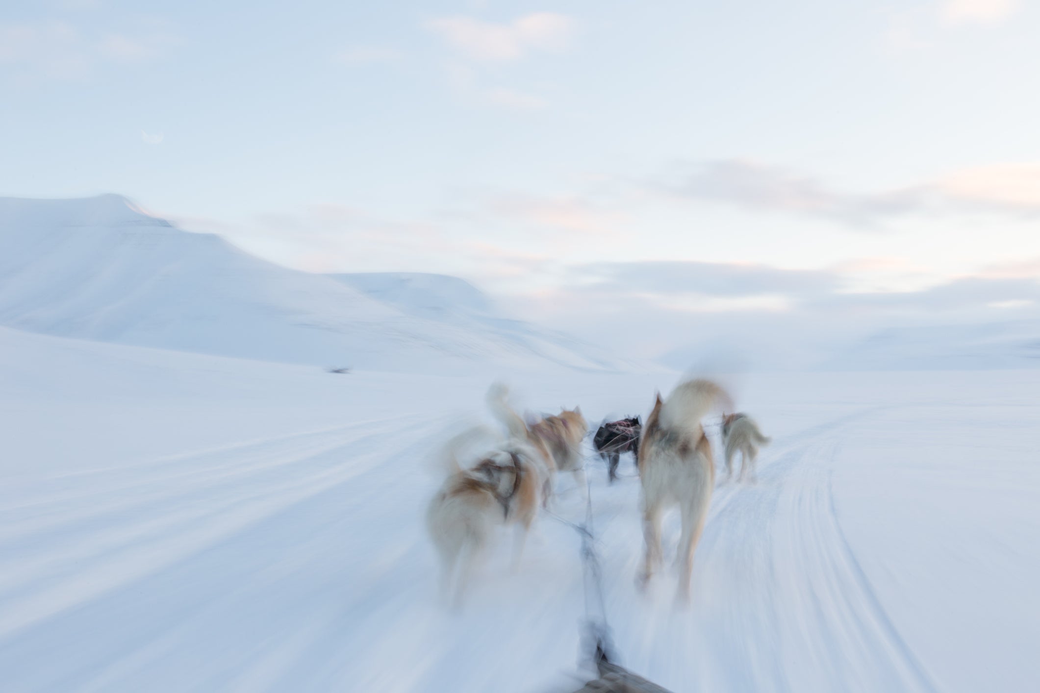 A husky sled in Svalbard makes for an exhilarating jaunt through the snow (Getty/iStockphoto)