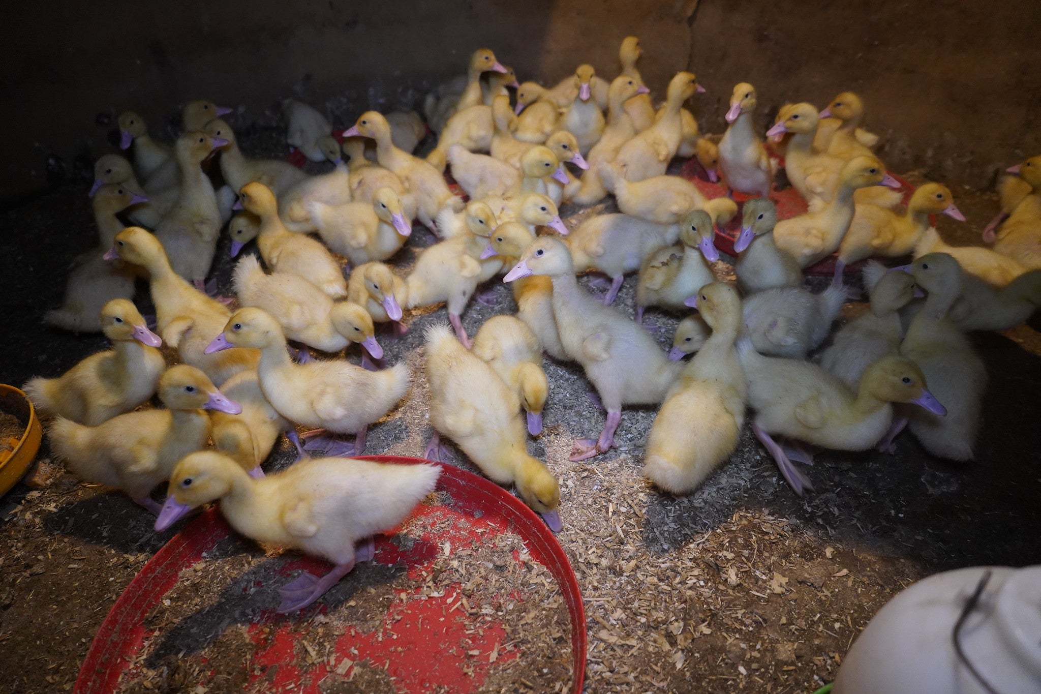 Ducklings were not given water to bathe in, it’s claimed