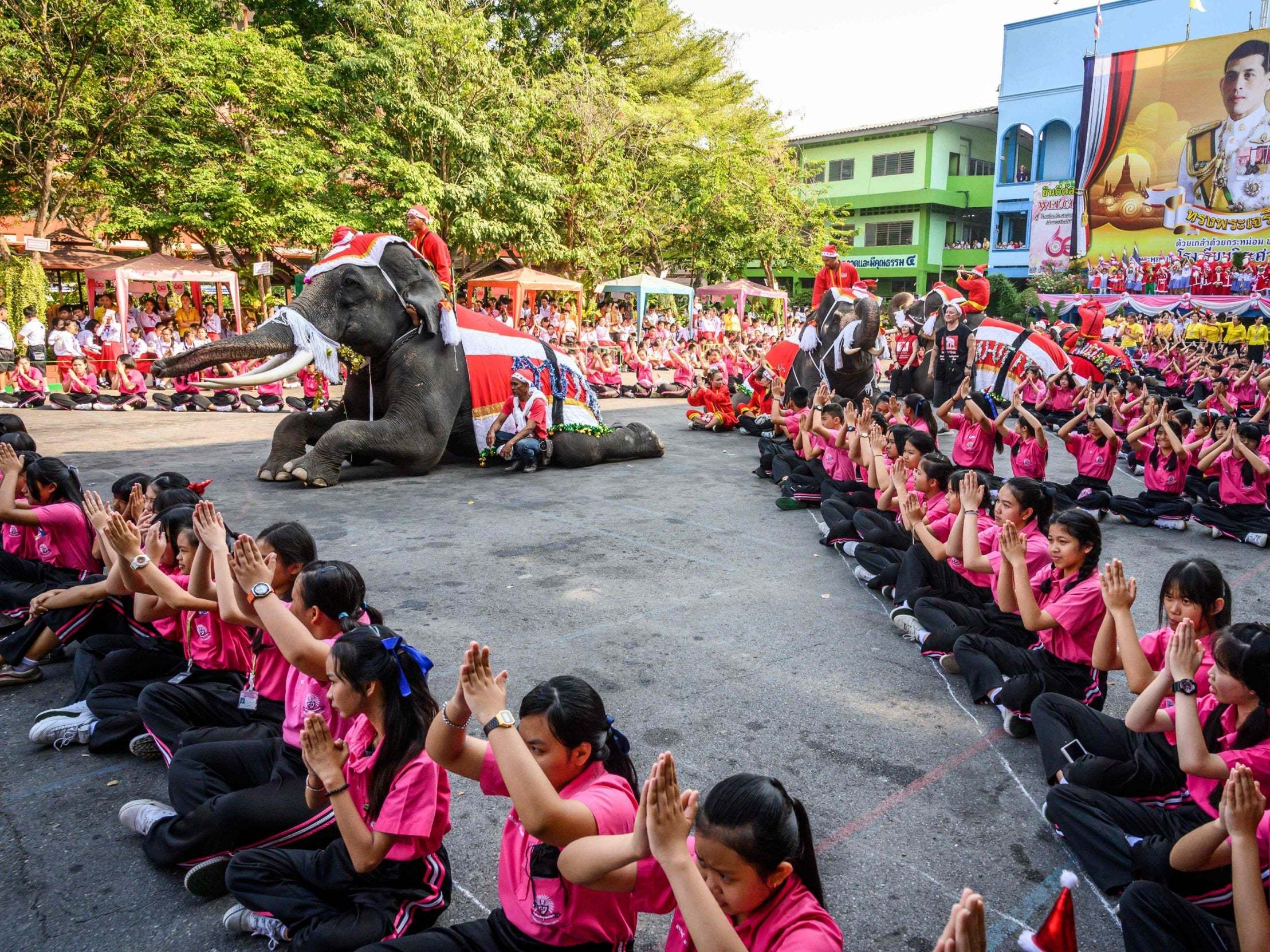 In Thailand, the animals are held in high regard