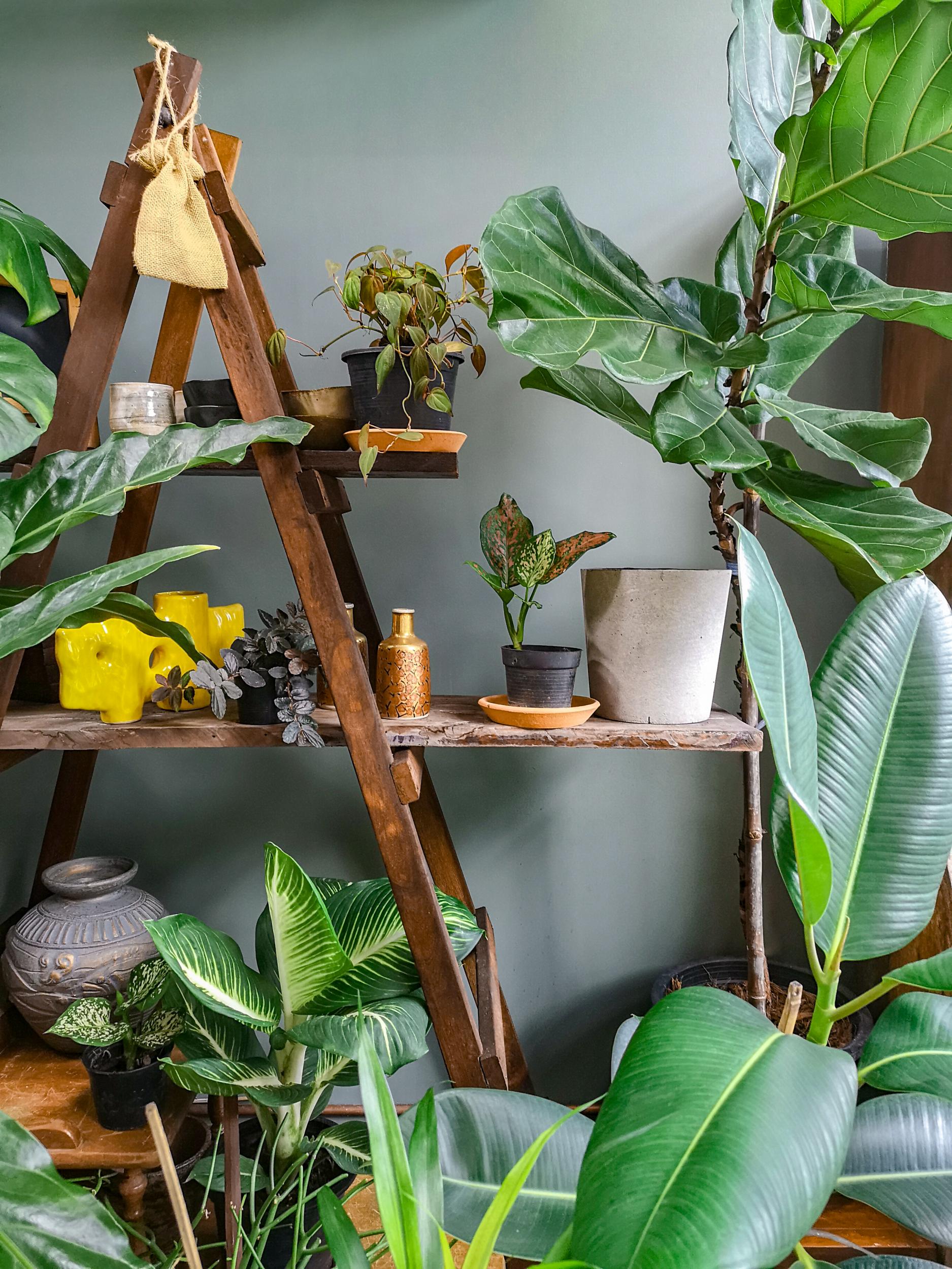 Fiddle-leaf figs (top right) are a great addition to your greenery (Getty/iStock)