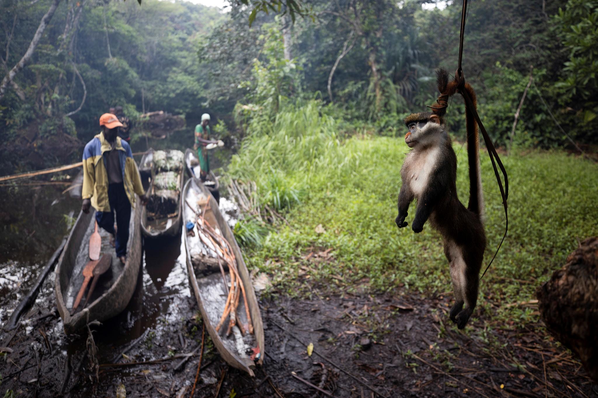 ‘It had been disembowelled, and it was now a symbol of Congo’s empty forests’