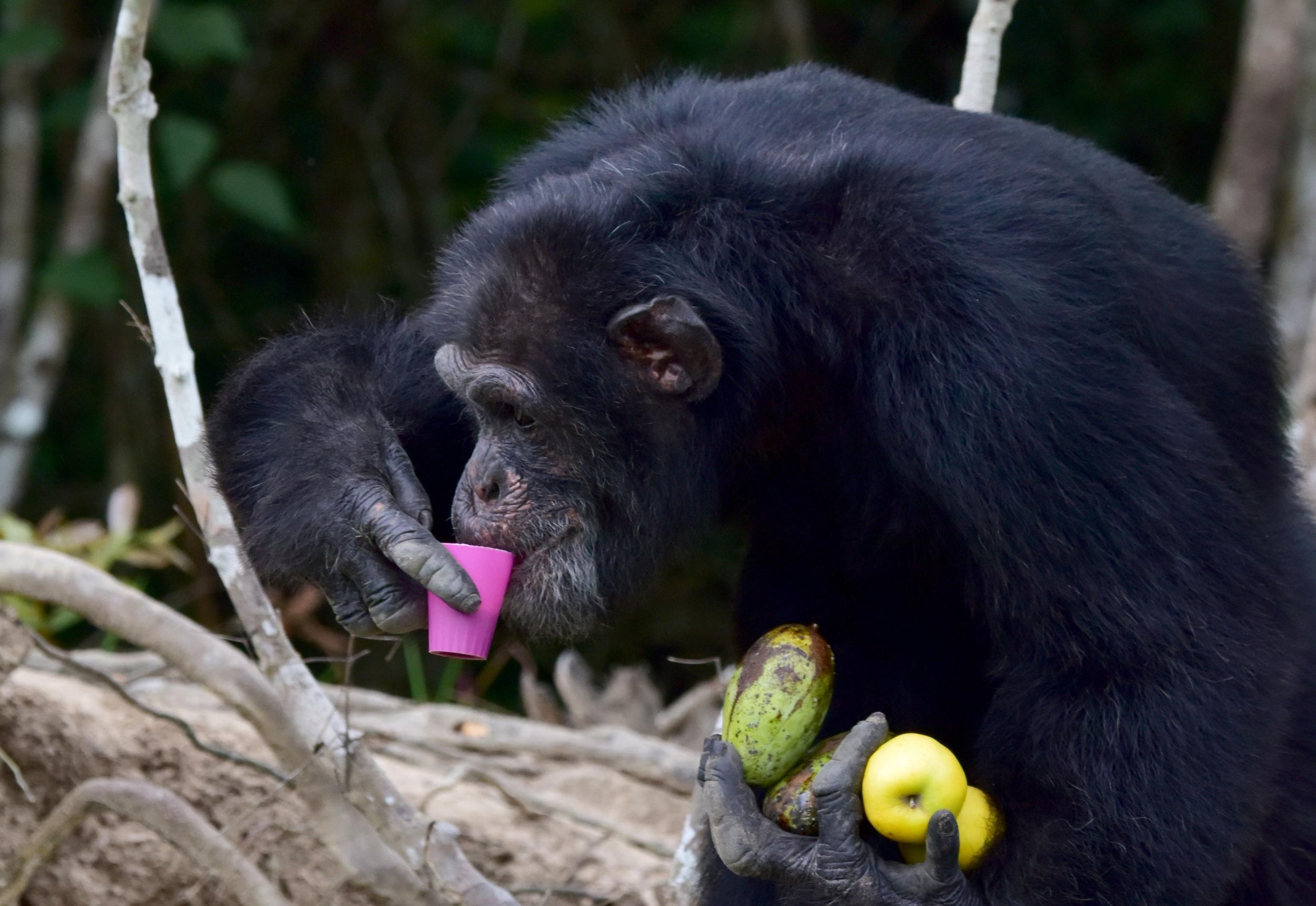 At times, it has been difficult to find the funding for enough food to keep the apes alive (AFP/Getty)