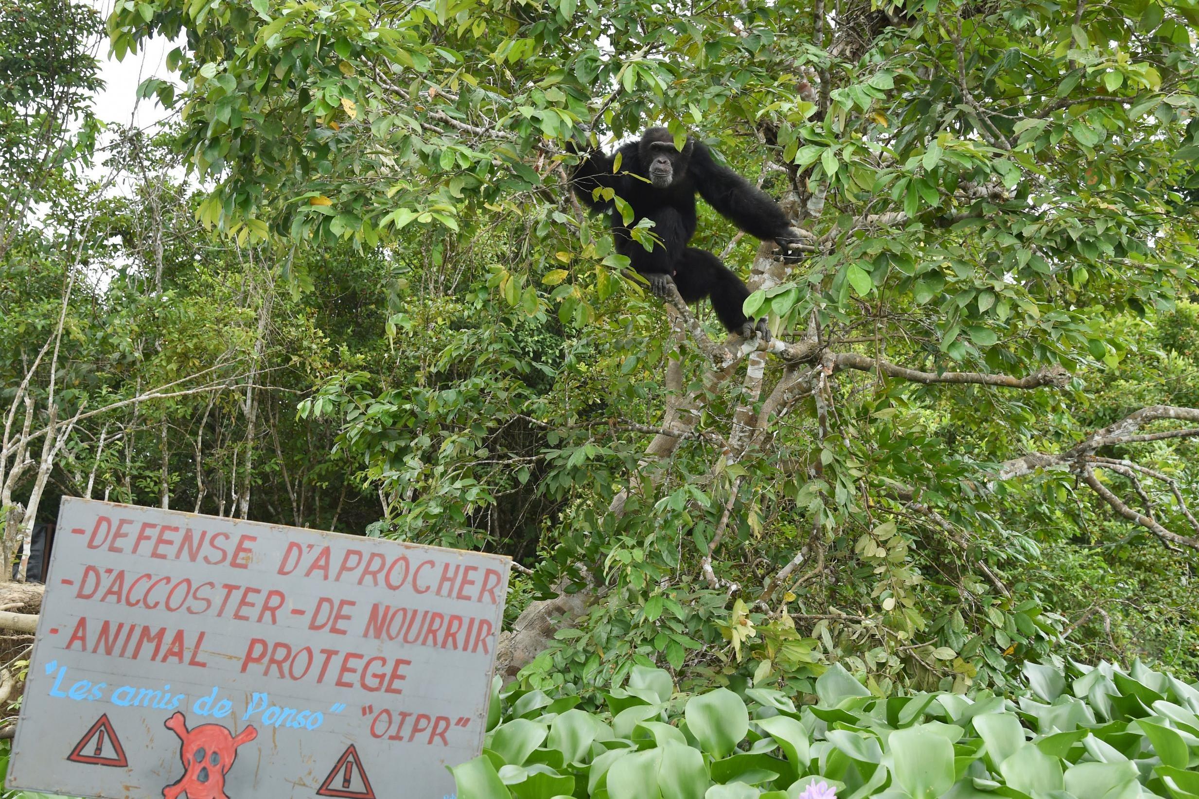 Some tourist guidebooks irresponsibly direct people to the island (AFP/Getty)