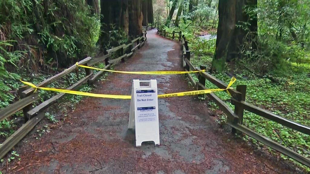 Massive redwood tree falls and kills hiker in California park