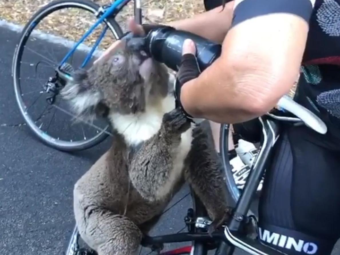 Koala seeks cyclist’s help as wildlife suffers in Australian bushfires