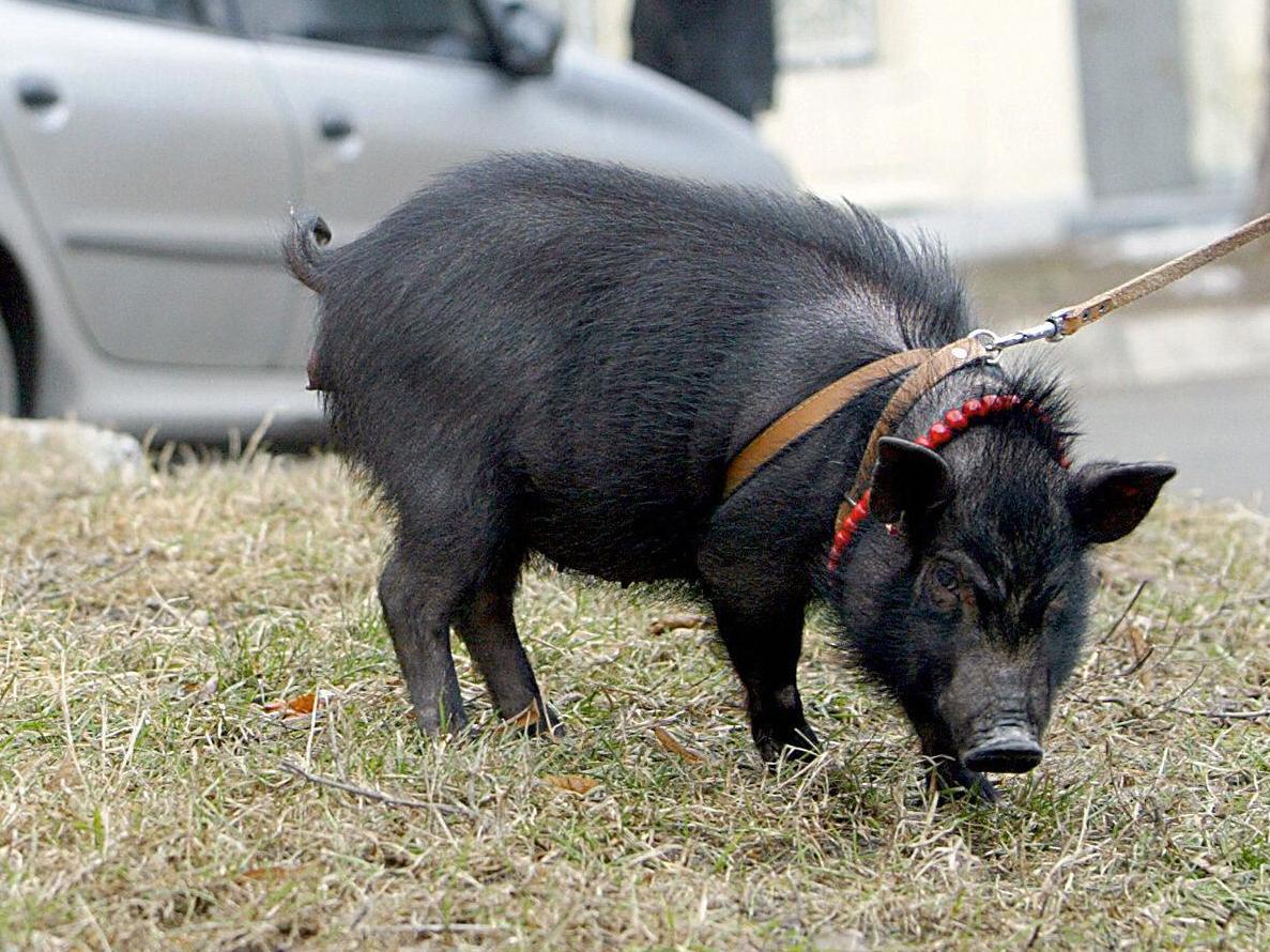 The men tied the Vietnamese Pot-bellied pig to a fence and muzzled its snout before beating it