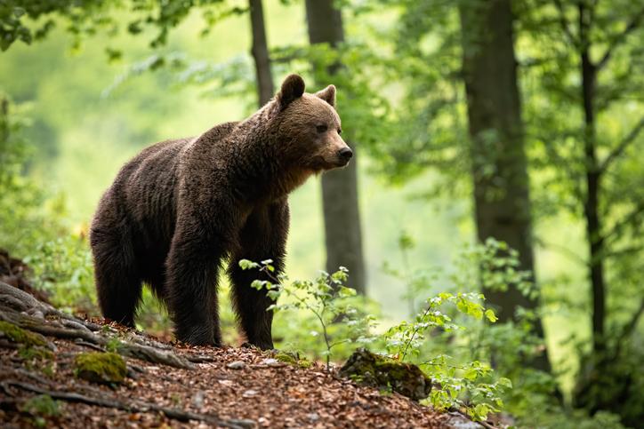 In Scotland soon? A brown bear (Getty/iStock)