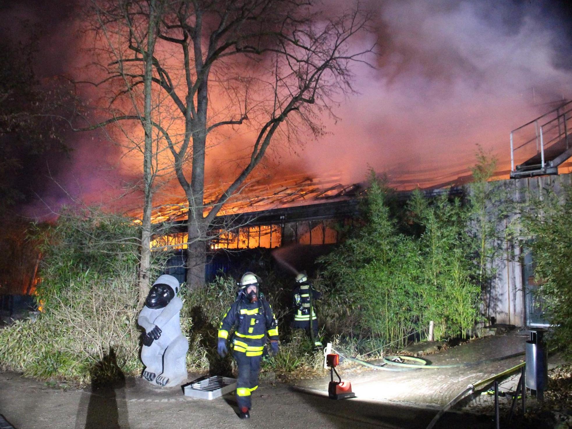 Just one sky lantern is believed to have sparked the blaze at the ape house