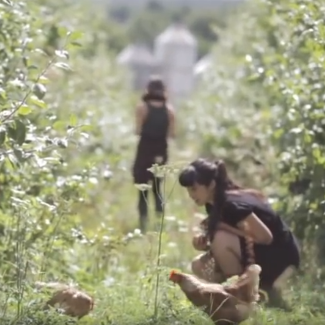Brambletye Fruit Farm keeps 4,800 chickens on its 50-acre orchard