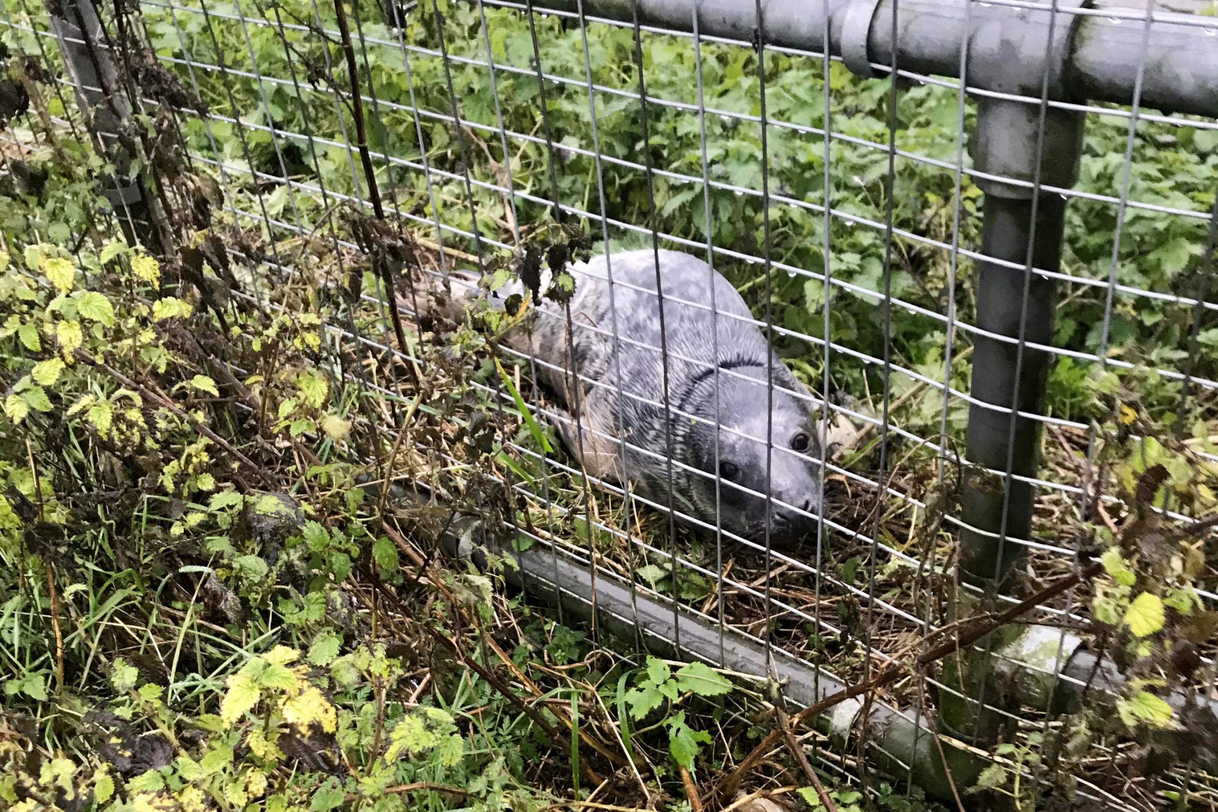 Sid the seal in Lincolnshire