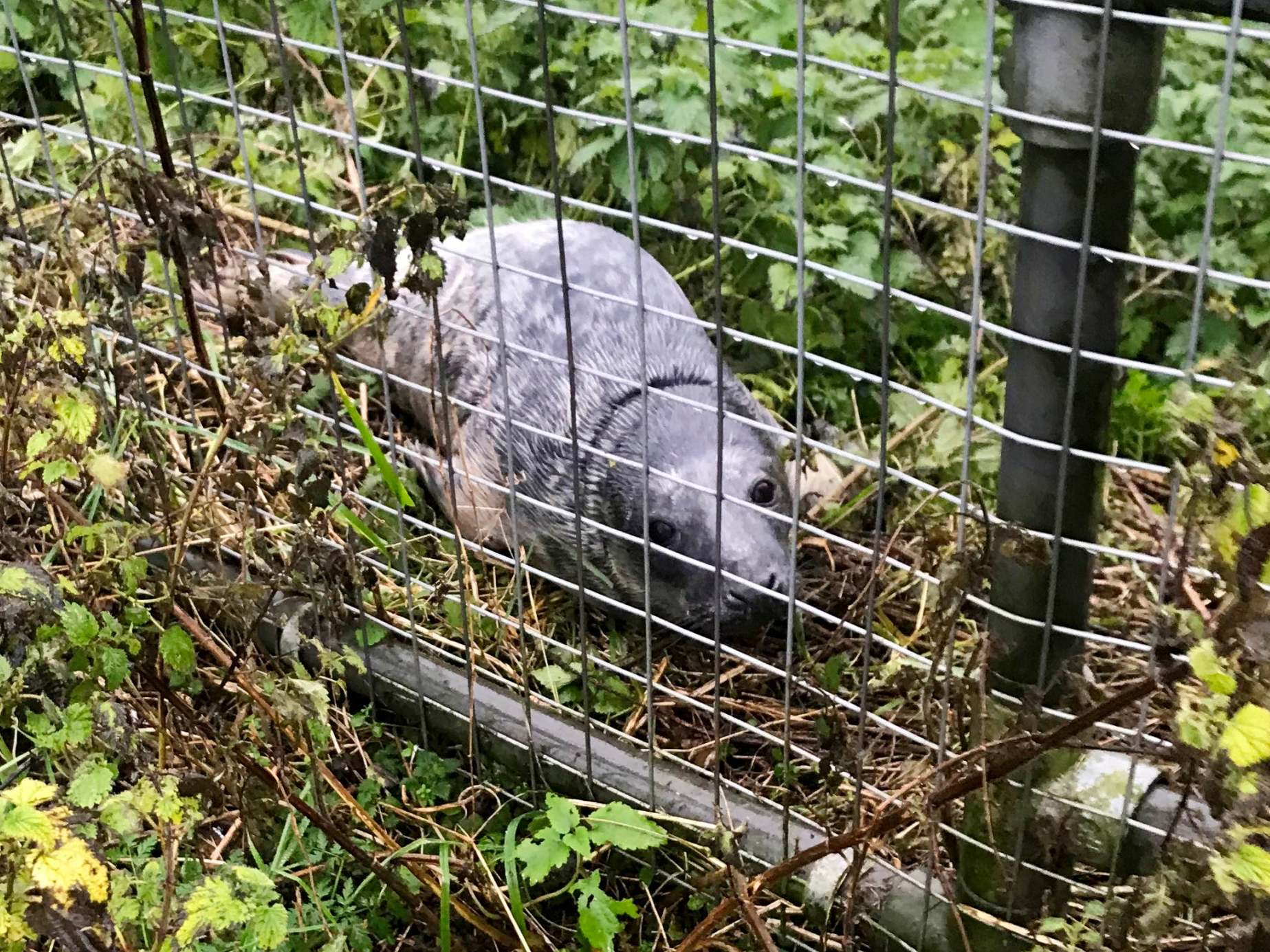 The three-week-old pup was noticed on a riverbank by Michael and Charlotte Poole and their five-year-old daughter Tilly who gave it the name of Sid