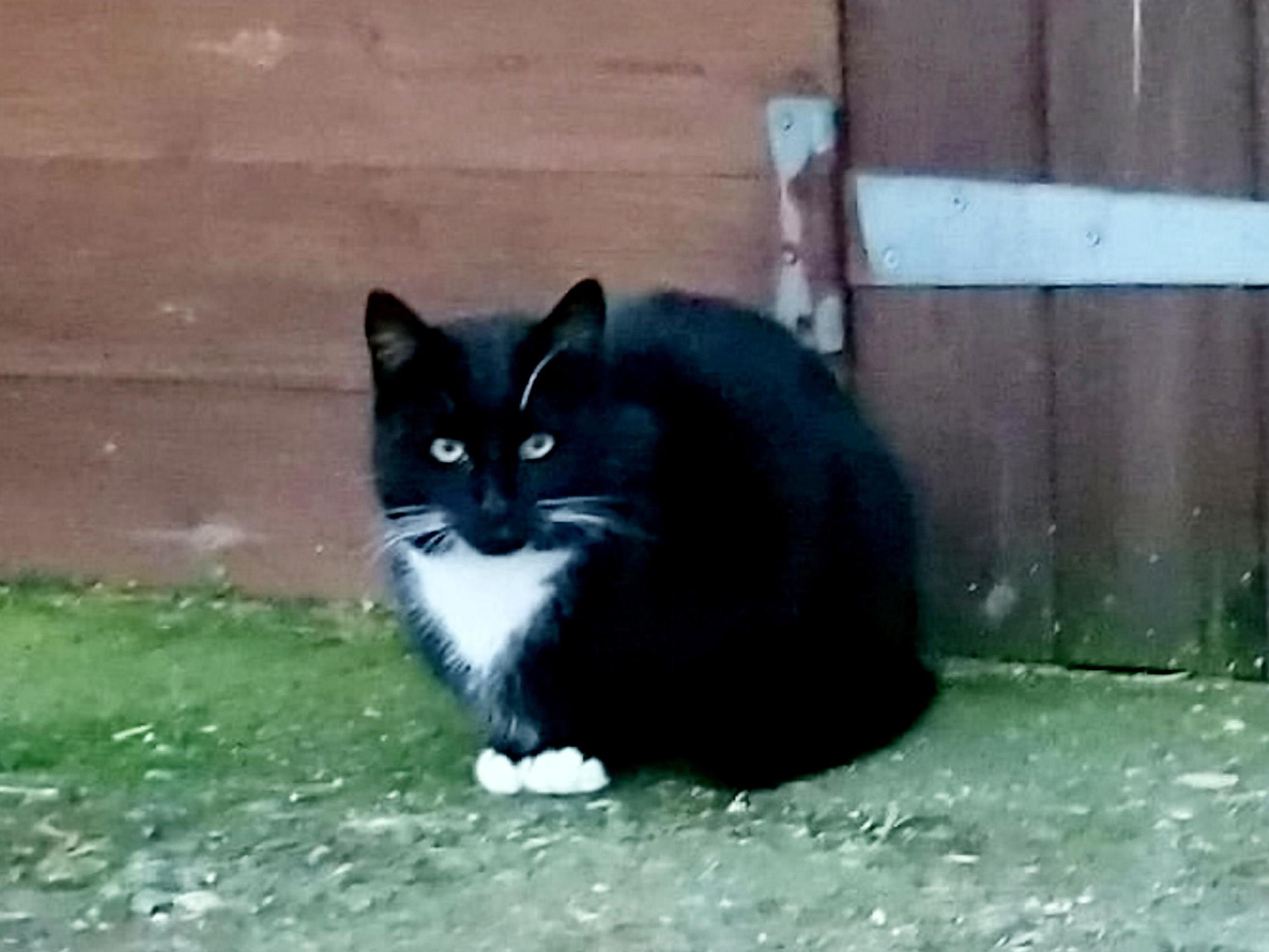 A cat named Padfoot had to be rescued by the RSPCA after scaling a 25-foot fence and breaking into HM Prison Haverigg, in Cumbria, on 21 December, 2019.