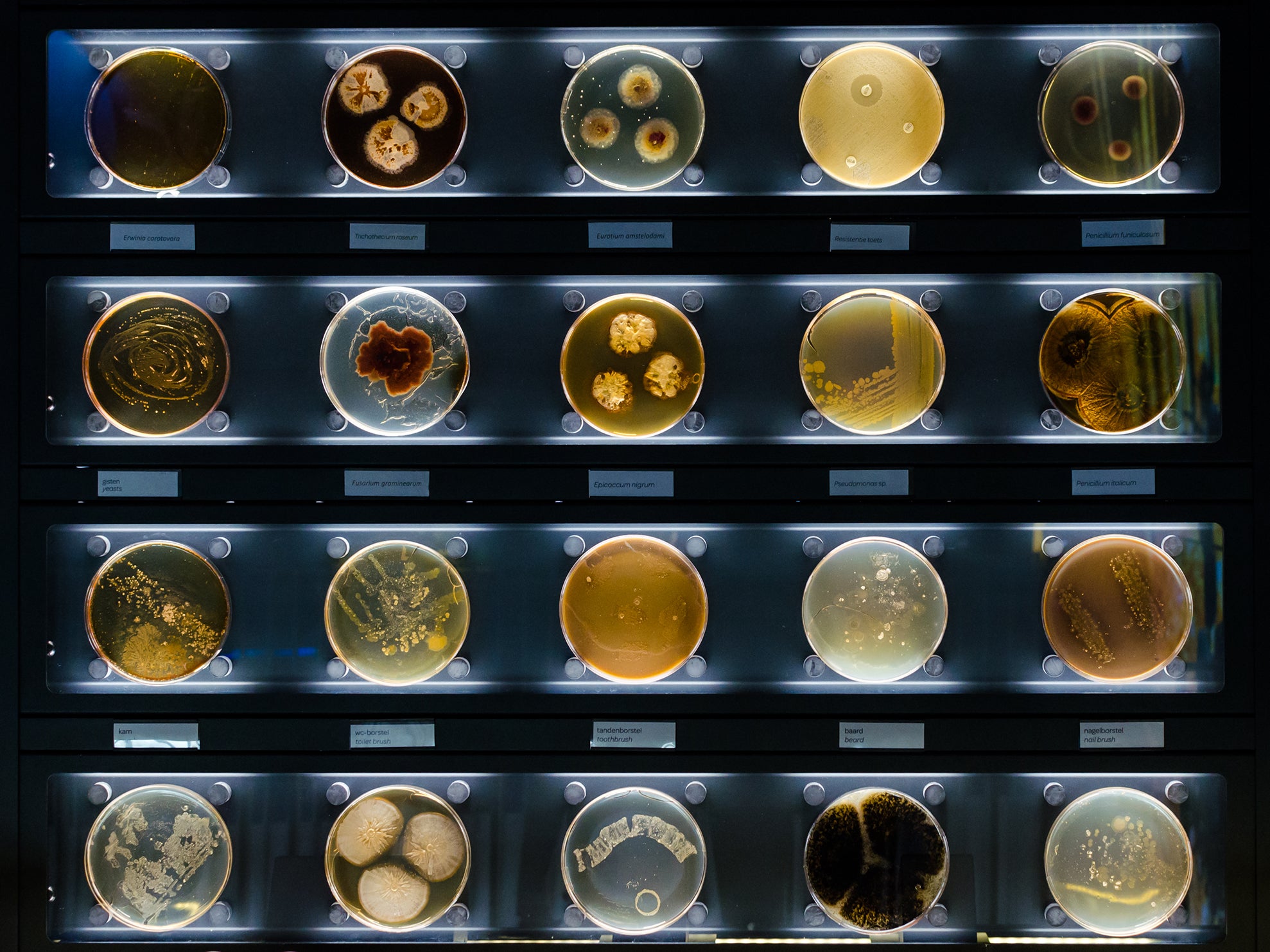 Samples of the bacteria found living in common household items, from your toothbrush to your beard