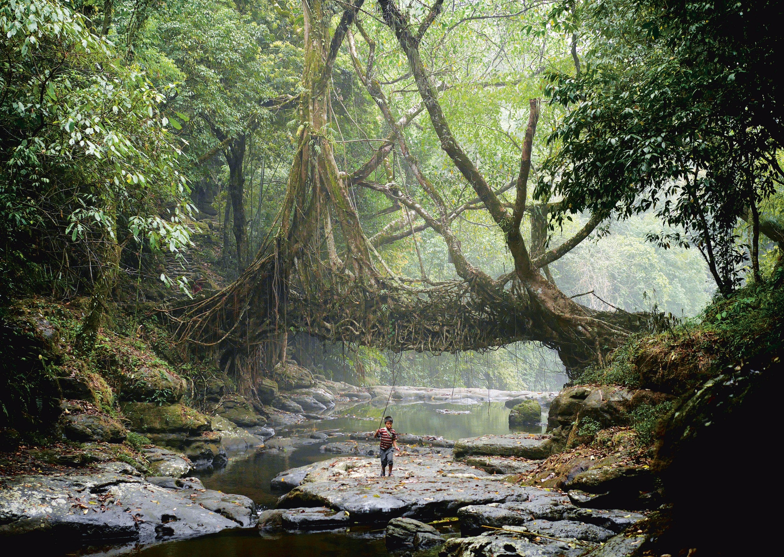 In the relentless damp of Meghalaya’s jungles, the Khasi people have used the trainable roots of rubber trees to grow Jingkieng Dieng Jri living root bridges over rivers for centuries