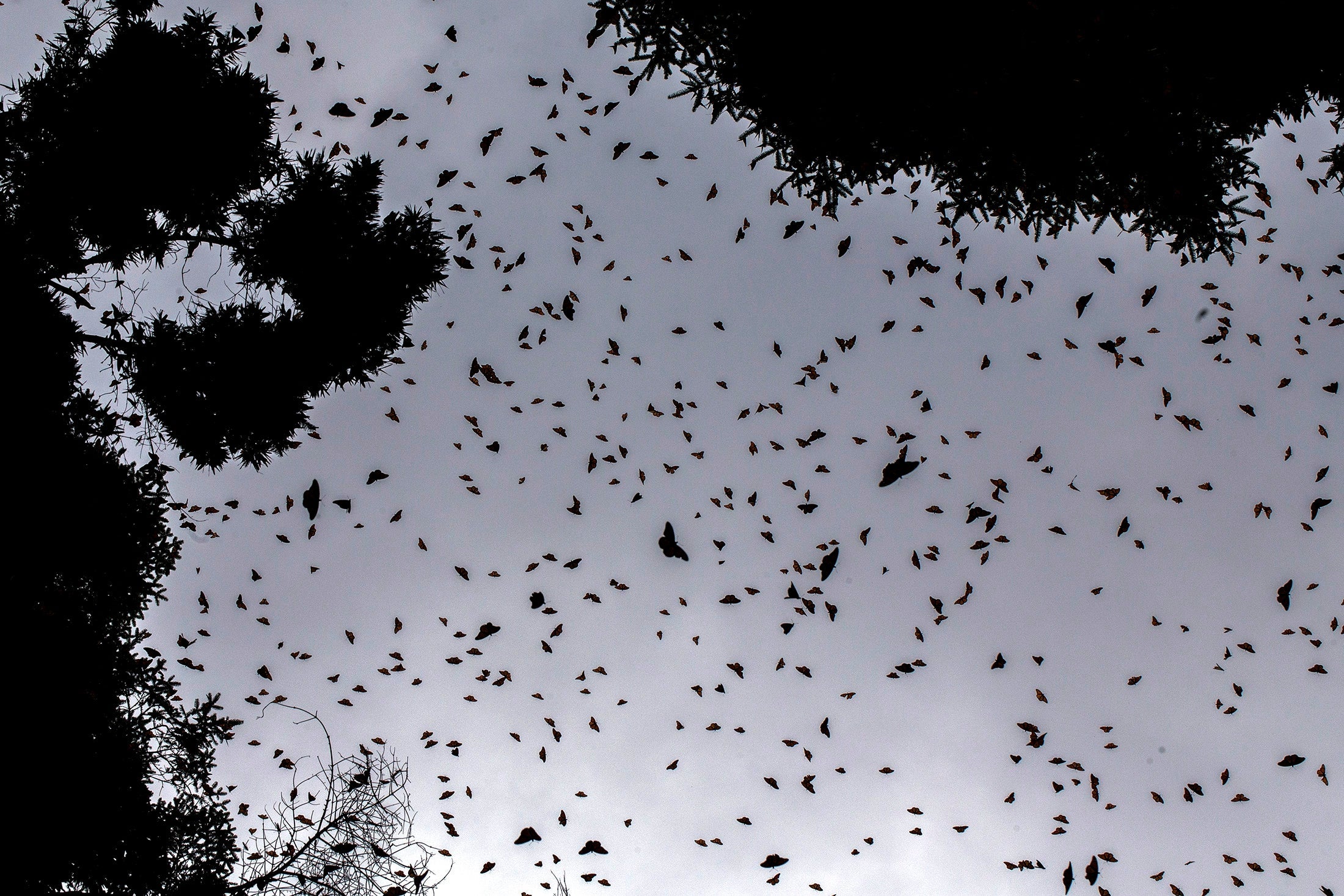 Millions of monarch butterflies arrive each year to breed at the oyamel firs forest in Michoacan state, Mexico