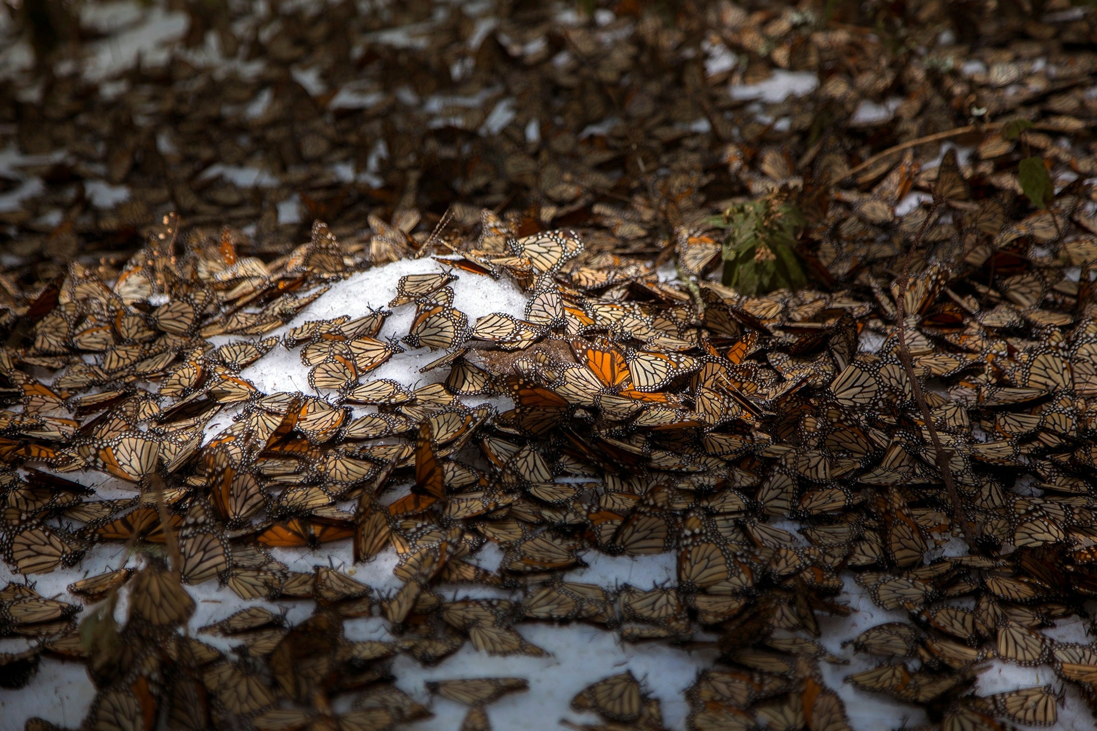 A group of monarch butterflies in the snow at the Ocampo community, Michoacan state