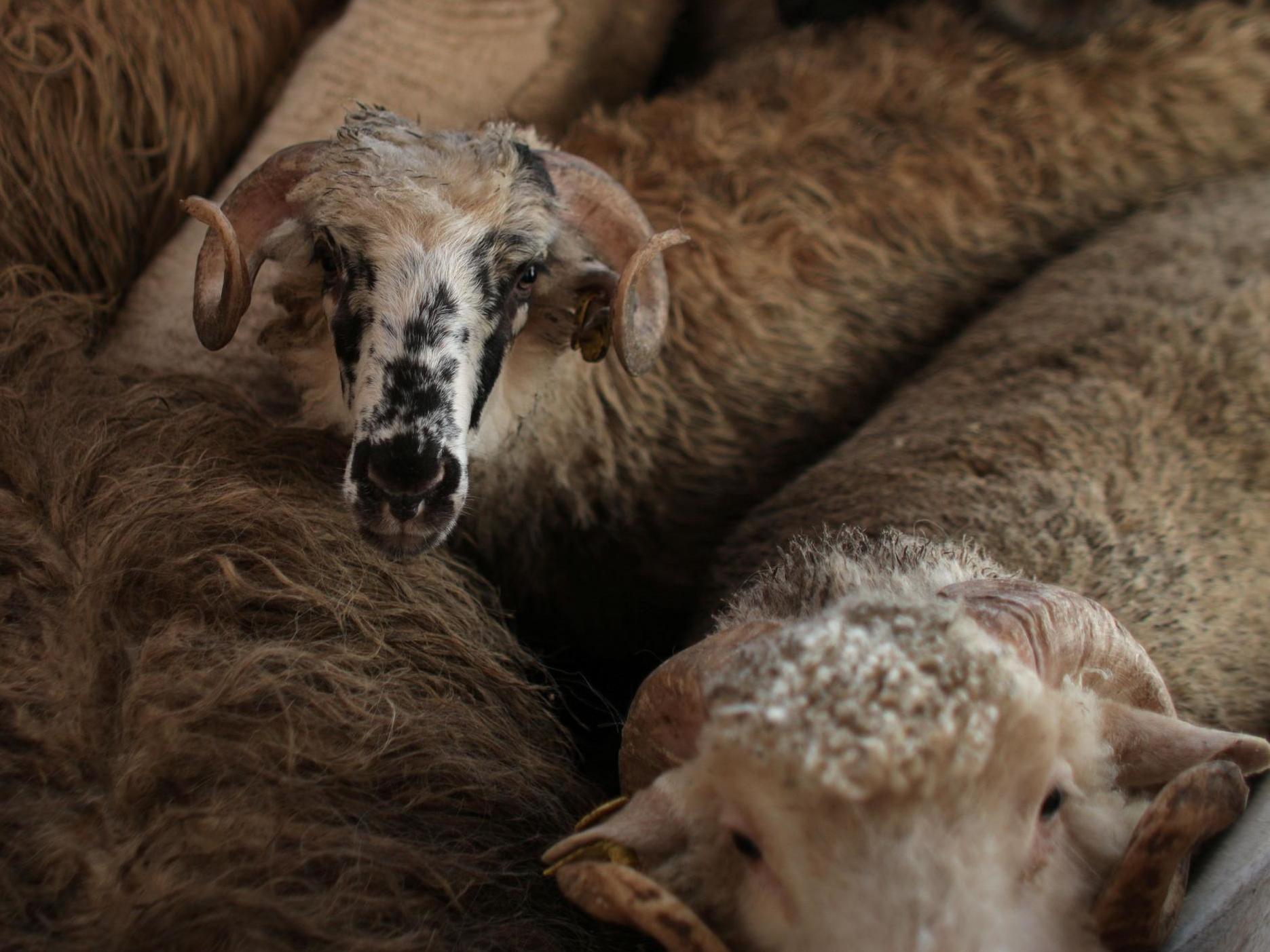 Flock of 180 sheep are all that remains of 14,000 after the cargo ship in which they travelling capsized