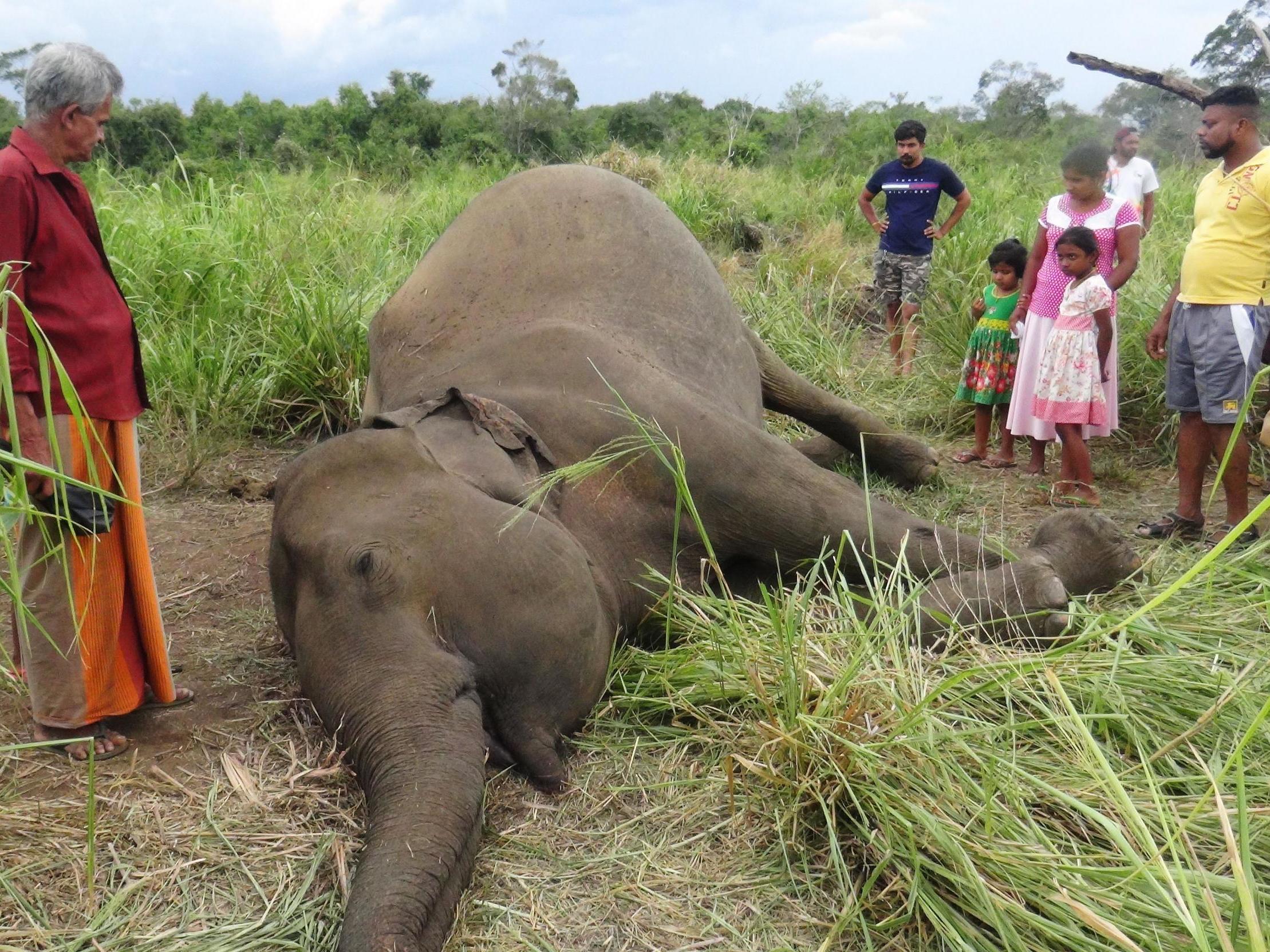 Villagers stand next to the dead body of an elephant near Sigiriya village, 109 miles north of Sri Lanka's capital Colombo, in September 2019. The animal was one of more than 360 killed in the country last year