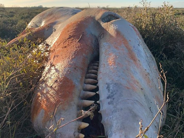 A killer whale has been found stranded in the Wash in early January 2020