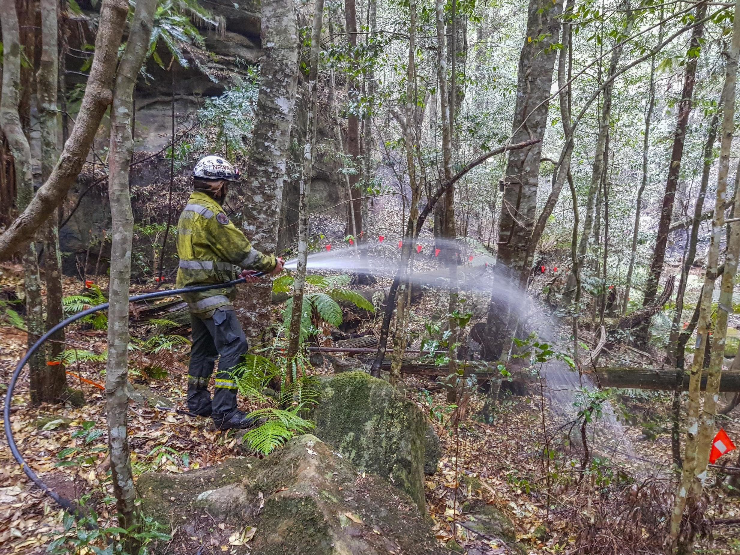 NSW National Parks and Wildlife Service personnel use fire hoses to dampen the forest floor near Wollemi pine trees. in early January (NSW National Parks and Wildfire Service/Ap)