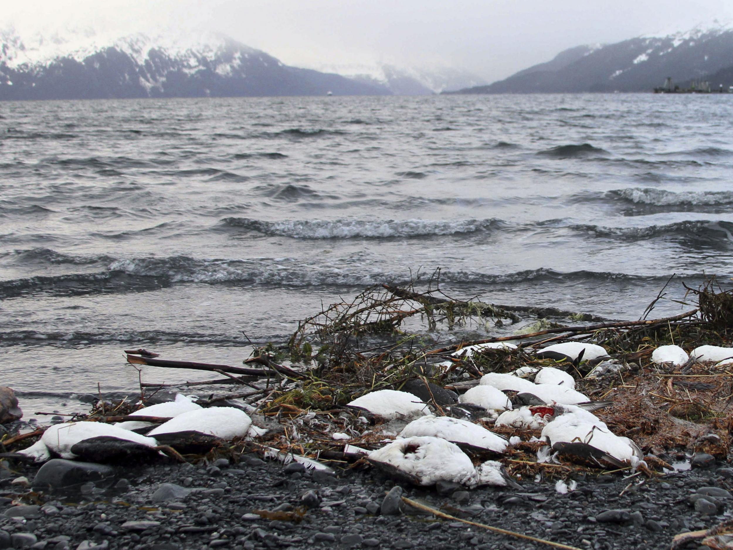 Thousands of common murres were found dead from starvation on beaches along the US west coast from May 2015 to April 2016