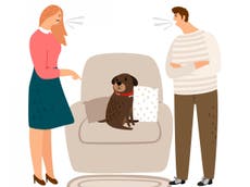 Hounds of love: The rise of pet custody battles in divorce settlements