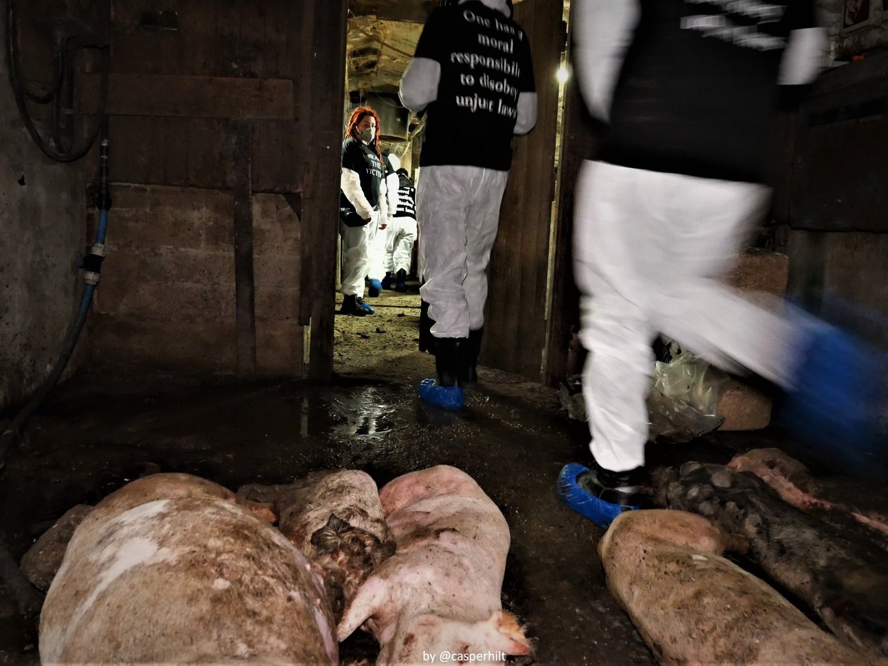 Pigs ‘ate each other alive’ at UK farm classed as high quality